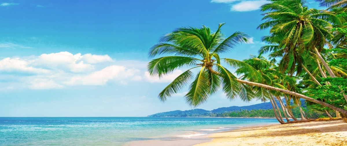 

Fototapeta Flizelinowa Plaża Palmy 250x104