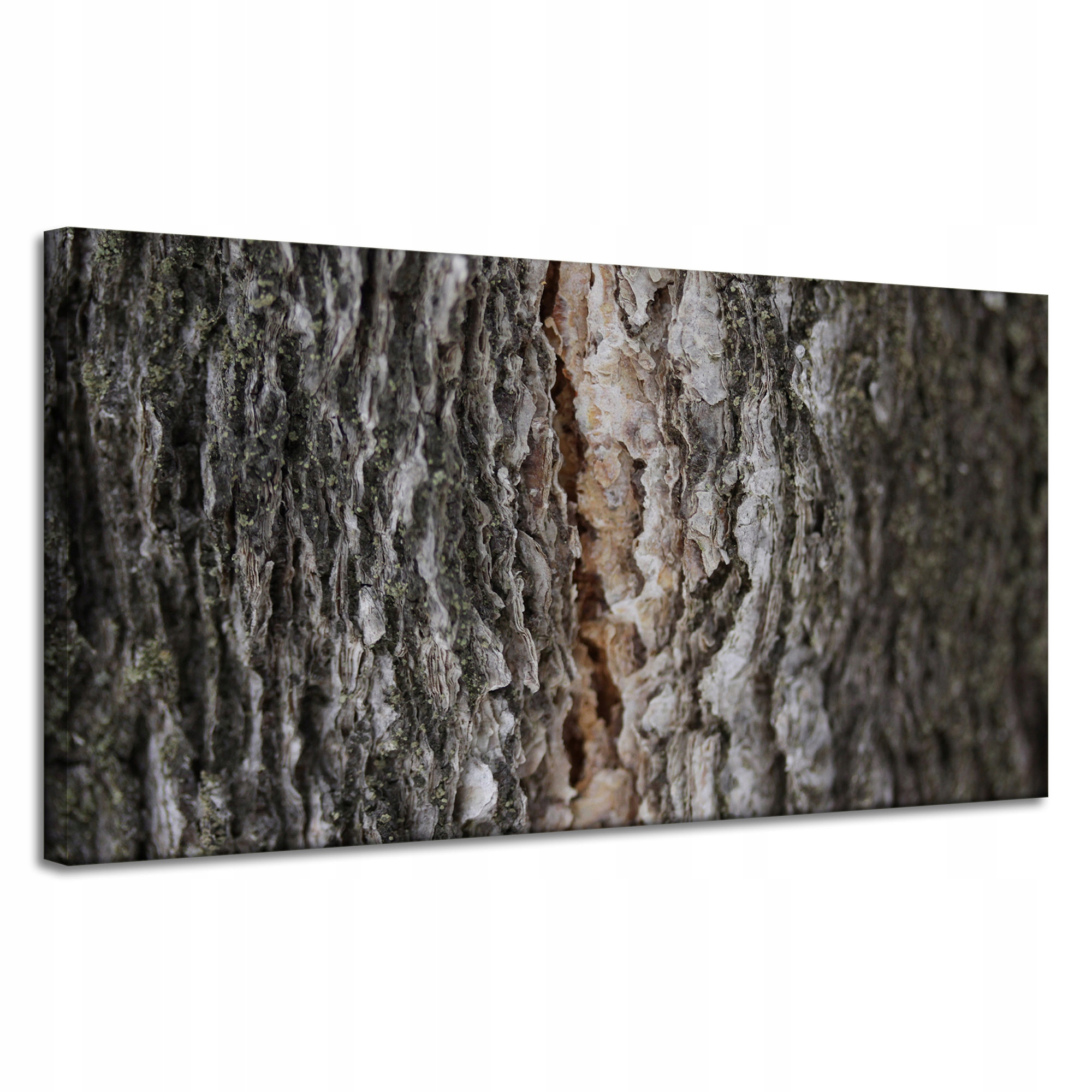 Obraz na plátně Příroda Kůra Stromy Kouzlo stromů Lesa 120x60