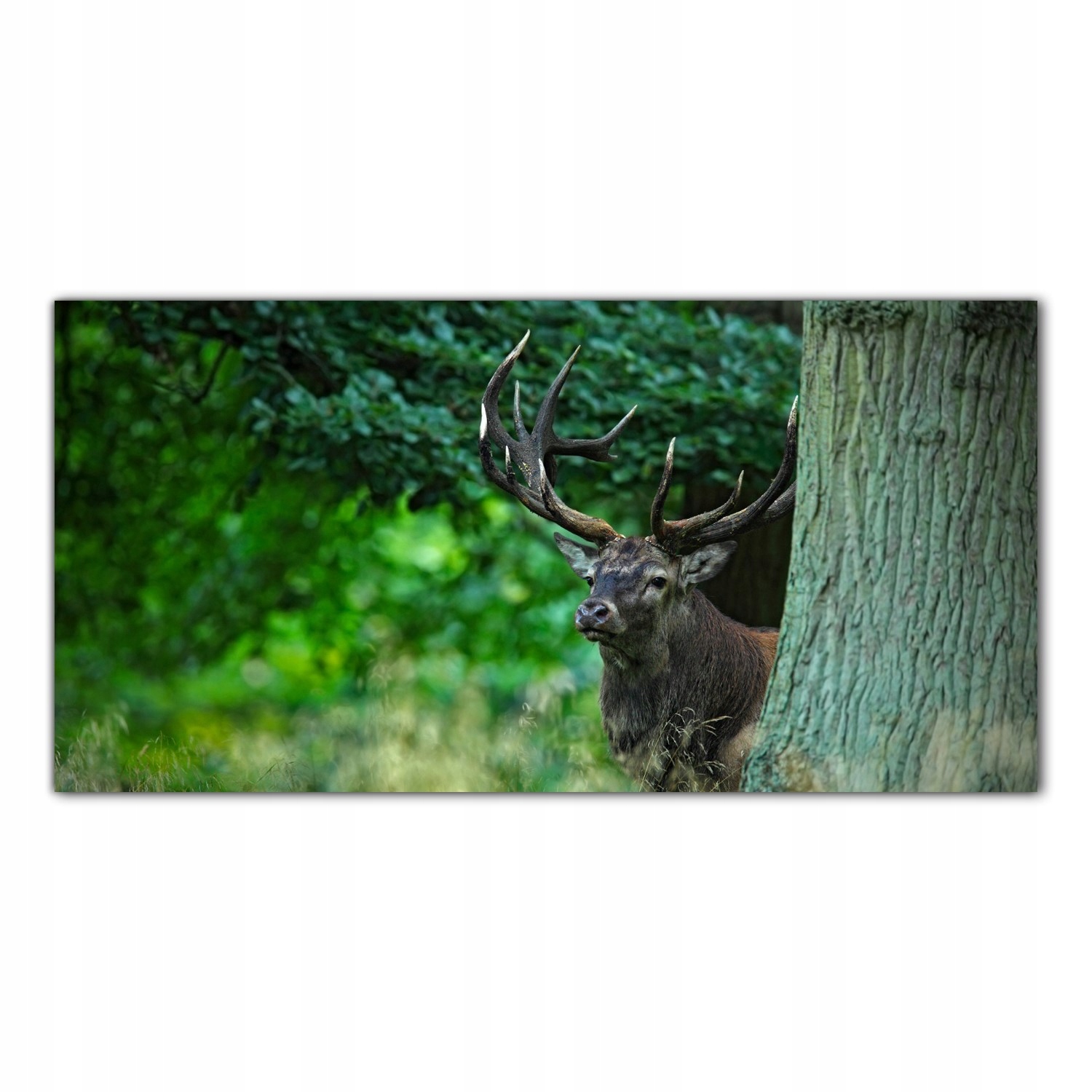 

Obraz Szklany Foto-obraz Jeleń Las Natura 120x60