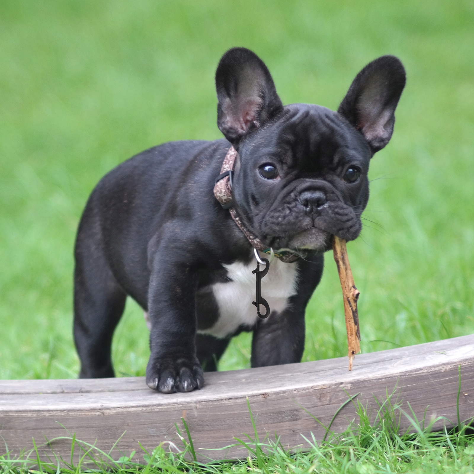 2 SZT. DWUSTRONNY HACZYK SPUSTOWY KLIPS ZATRZASKOWY HACZYK Mechanizm inny