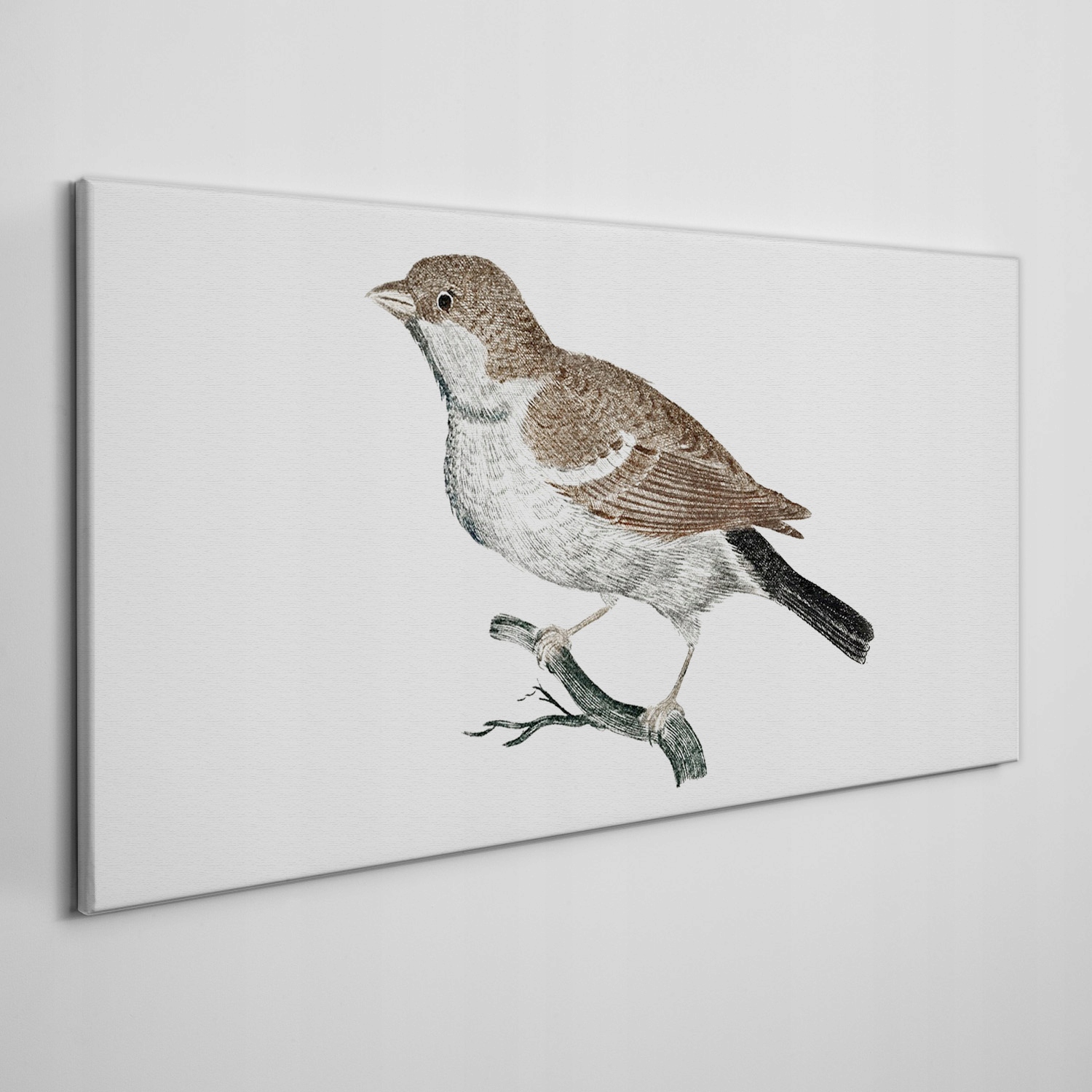 

Obraz na ramie płótno Zwierzę ptak gałąź 120x60 cm