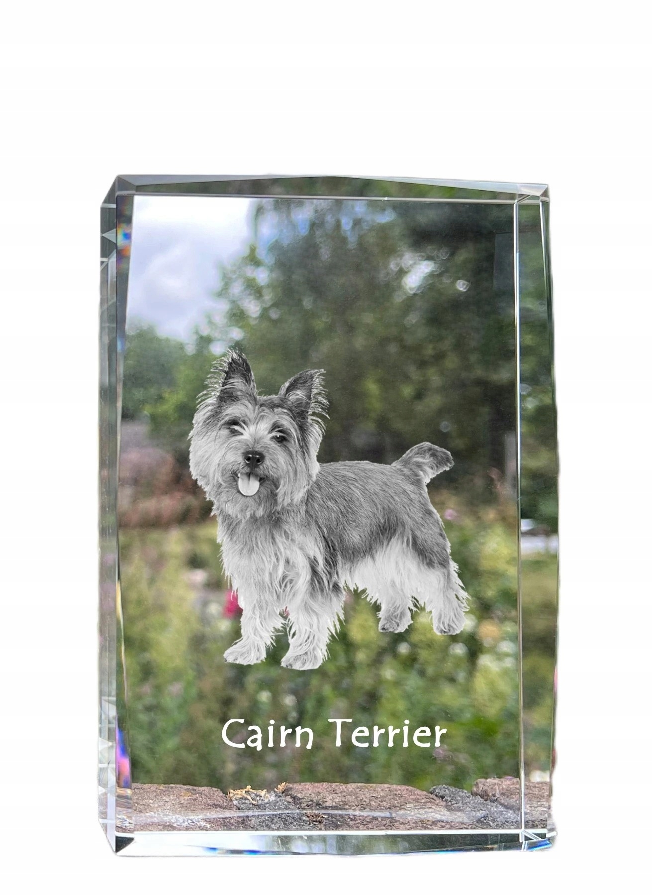 Cairn Terrier fotografia psa v kryštáli, suvenír, trofej, poďakovanie