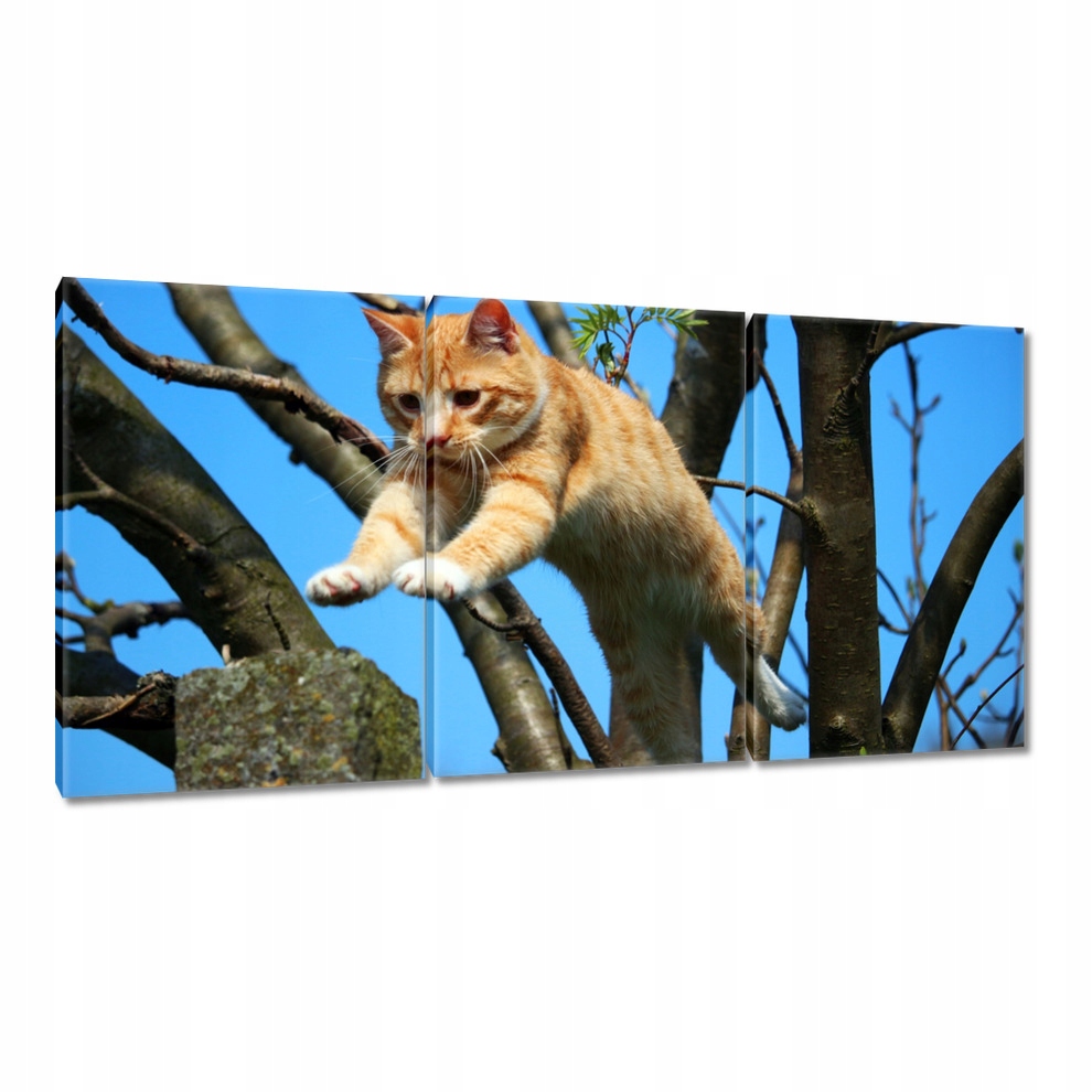 

Obrazy 120x60 Kot Kotek Koty Kicia