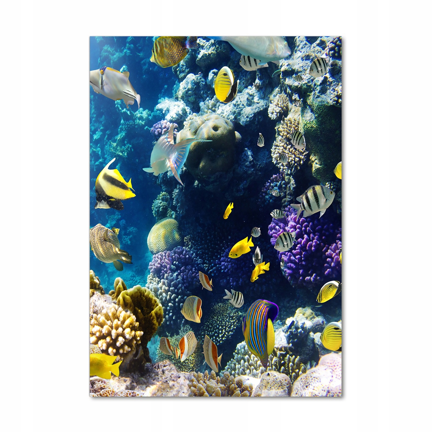 

Foto obraz szkło hartowane Rafa koralowa 70x100 cm