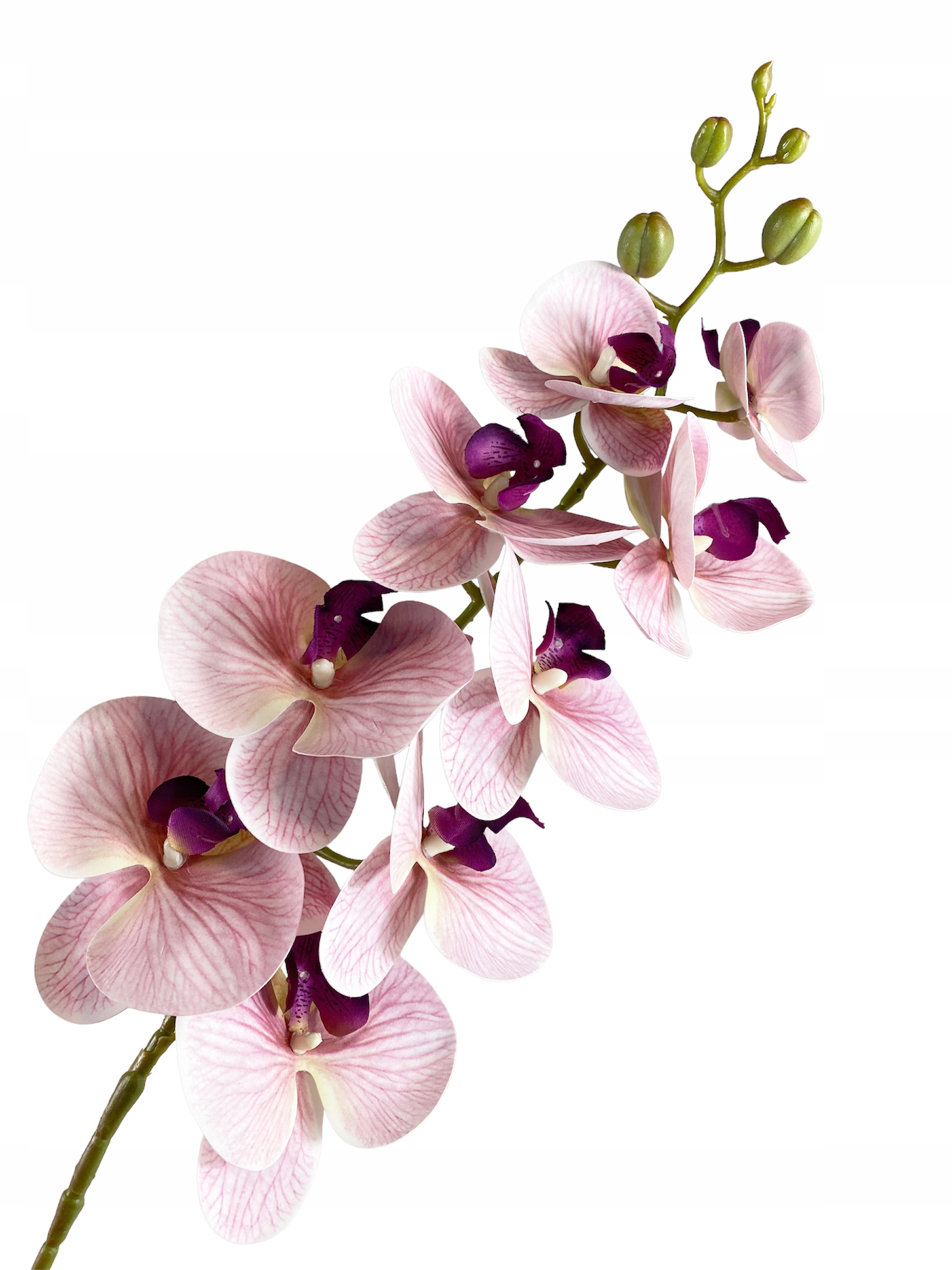 

Storczyk Różowy Gumowany Orchidea Gałązka Jak Żywy