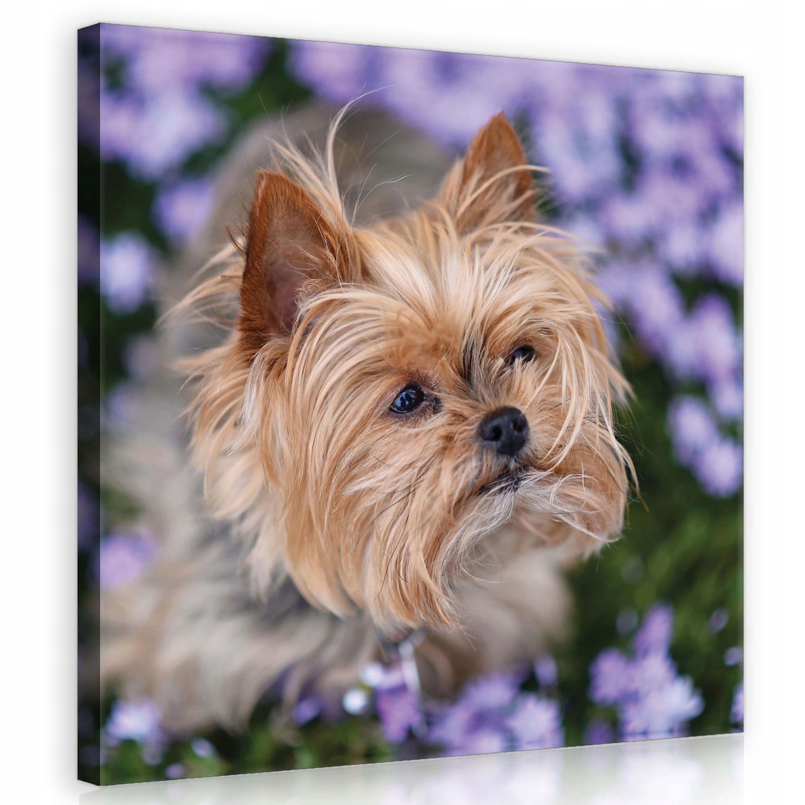 Obraz 80x80 Malý pes teriér fialové květy portrét roztomilý mazlíček