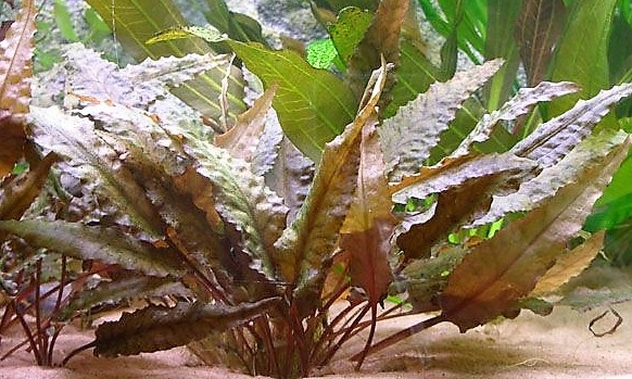 Cryptocoryne Topica - koszyk