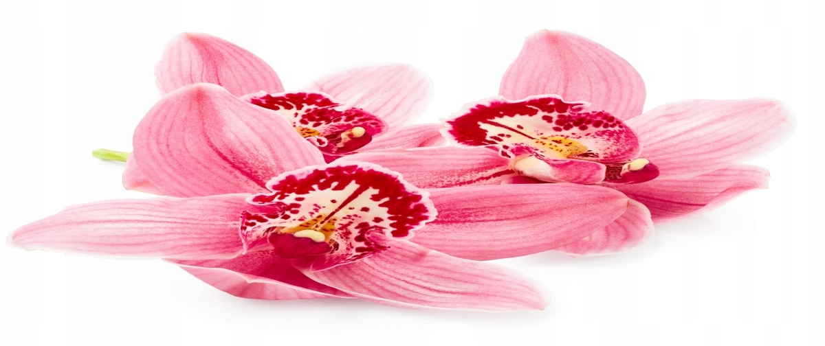 

Tapeta flizelinowa Różowa orchidea - 250x104