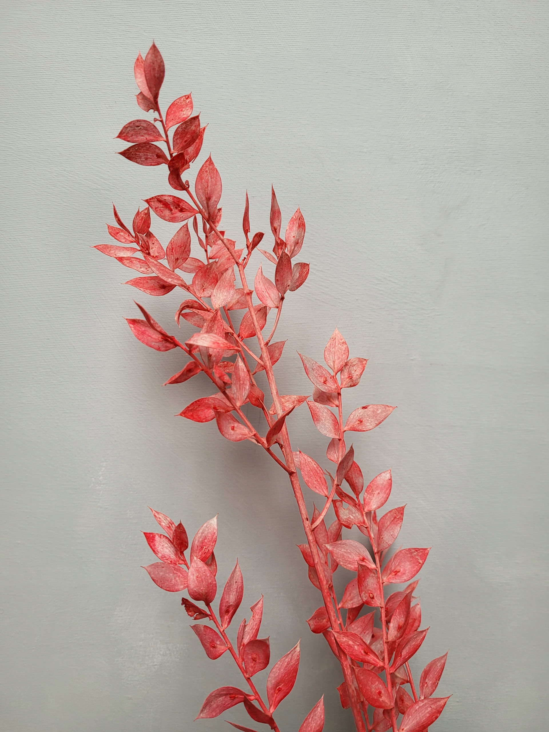 Ruscus czerwony, suszona gałązka Wysokość 60 cm