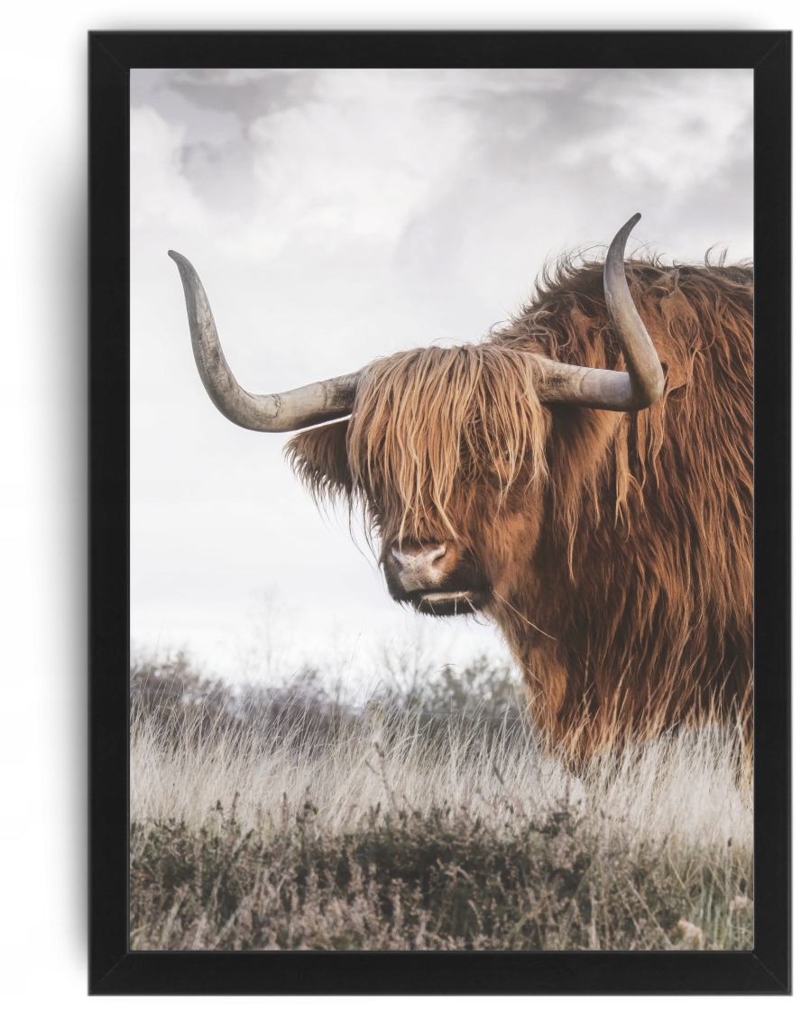 

Krowa szkocka Obraz A3 33x43 plakat rama ikea #76