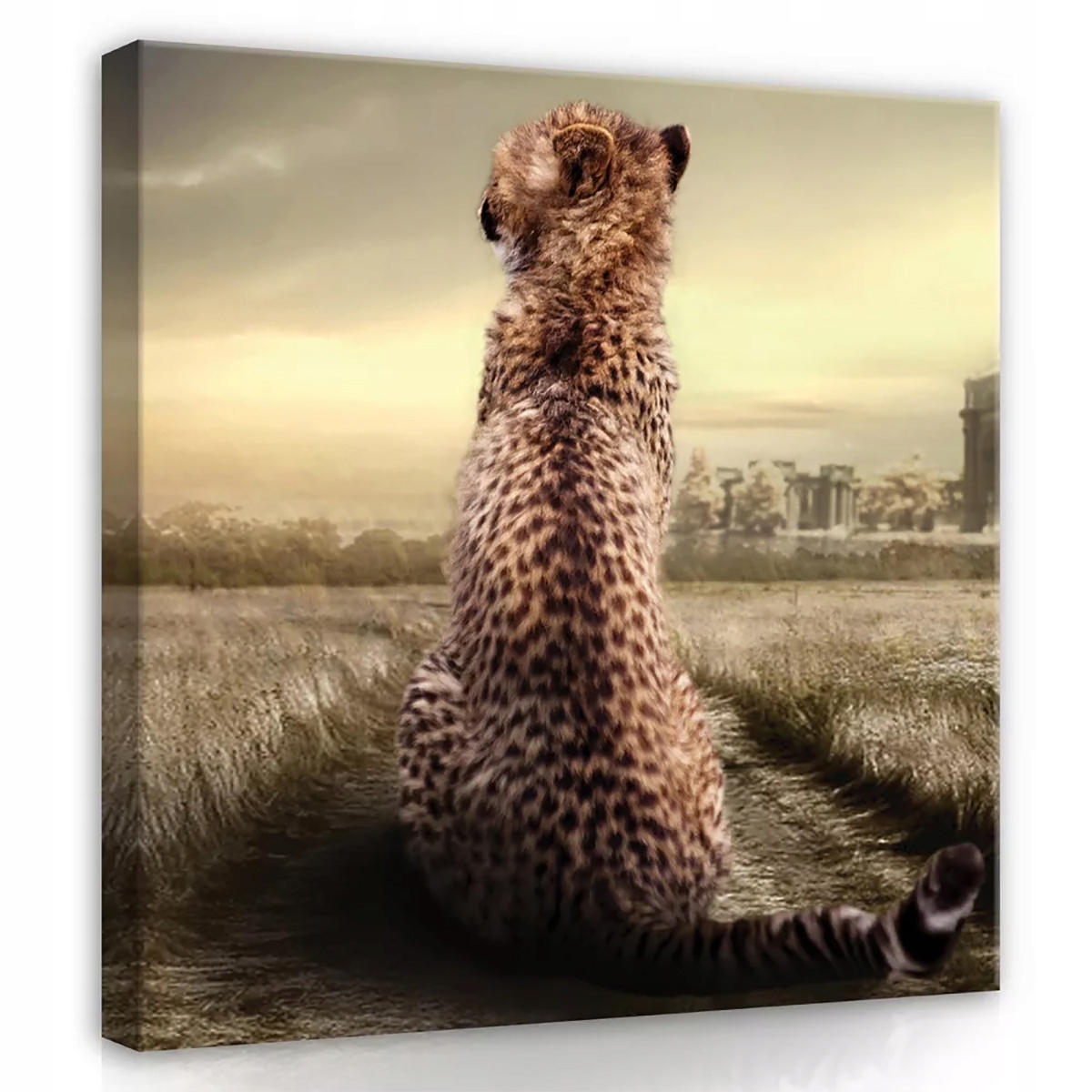 Obraz Na Plátně Canvas 80x80 Gepard Kočka Příroda