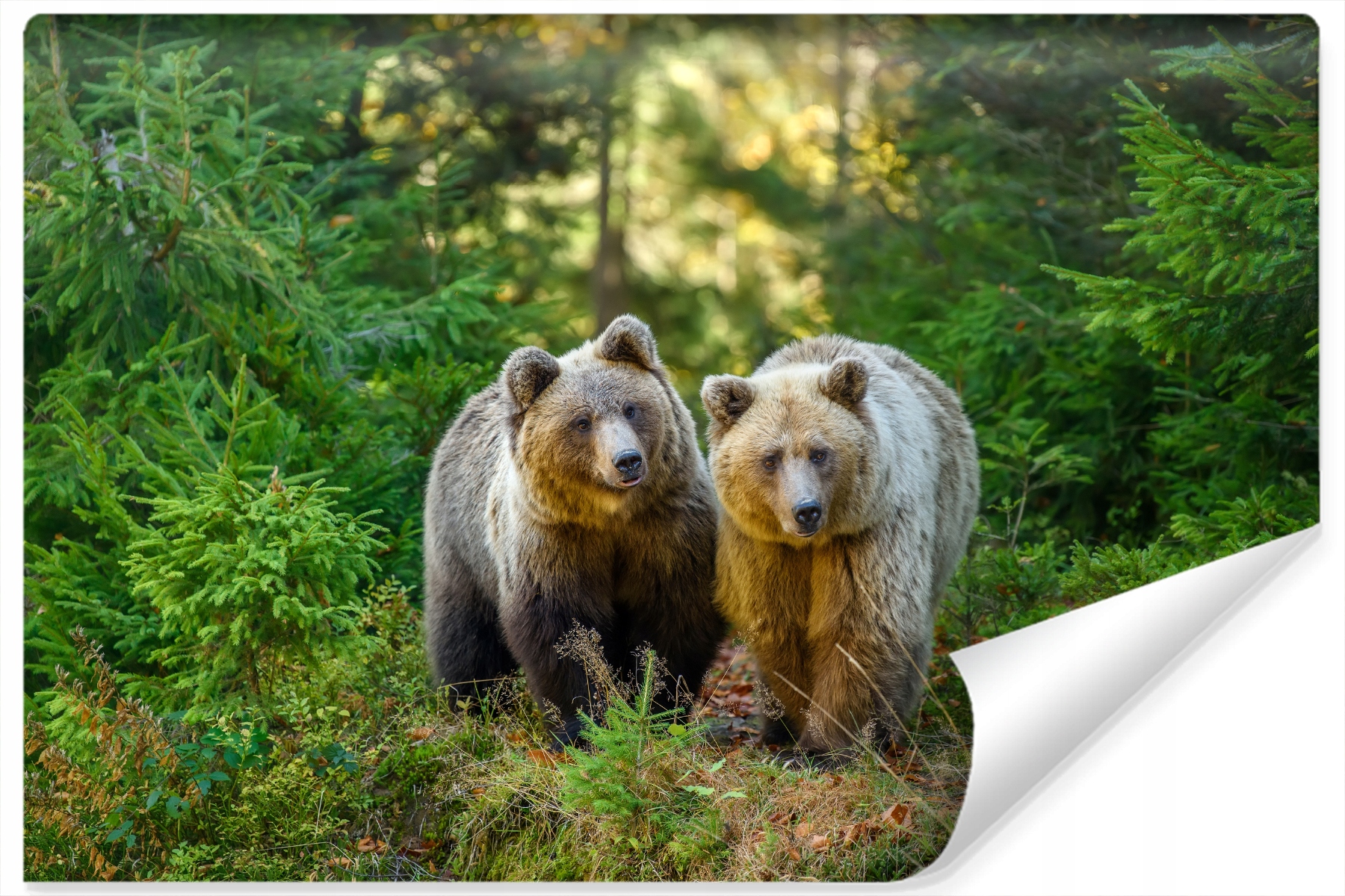 Nástěnná fototapeta Medvědi v lese 3D 315x210