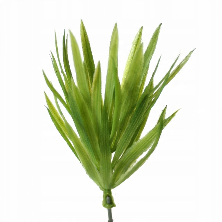 

Dracena Gęsta Trawka Roślina Wystrój Terrarium