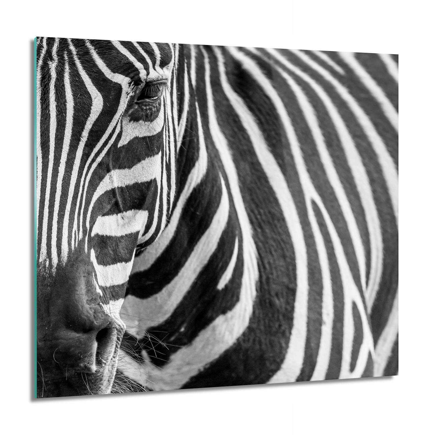 Zebra očné pásy do kúpeľne Obraz na skle 60x60