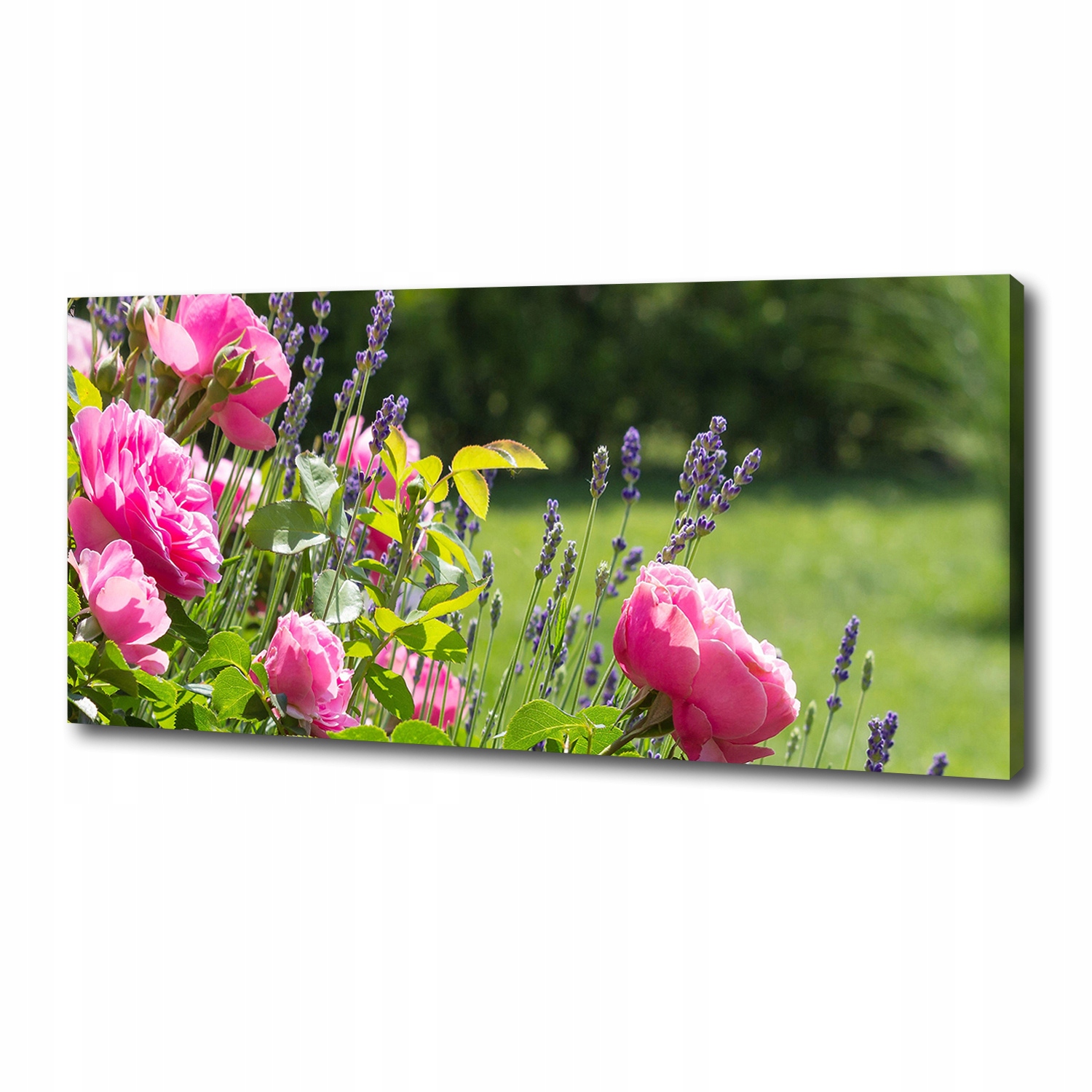 

Foto obraz canvas na ścianę Dzika róża 125x50 cm
