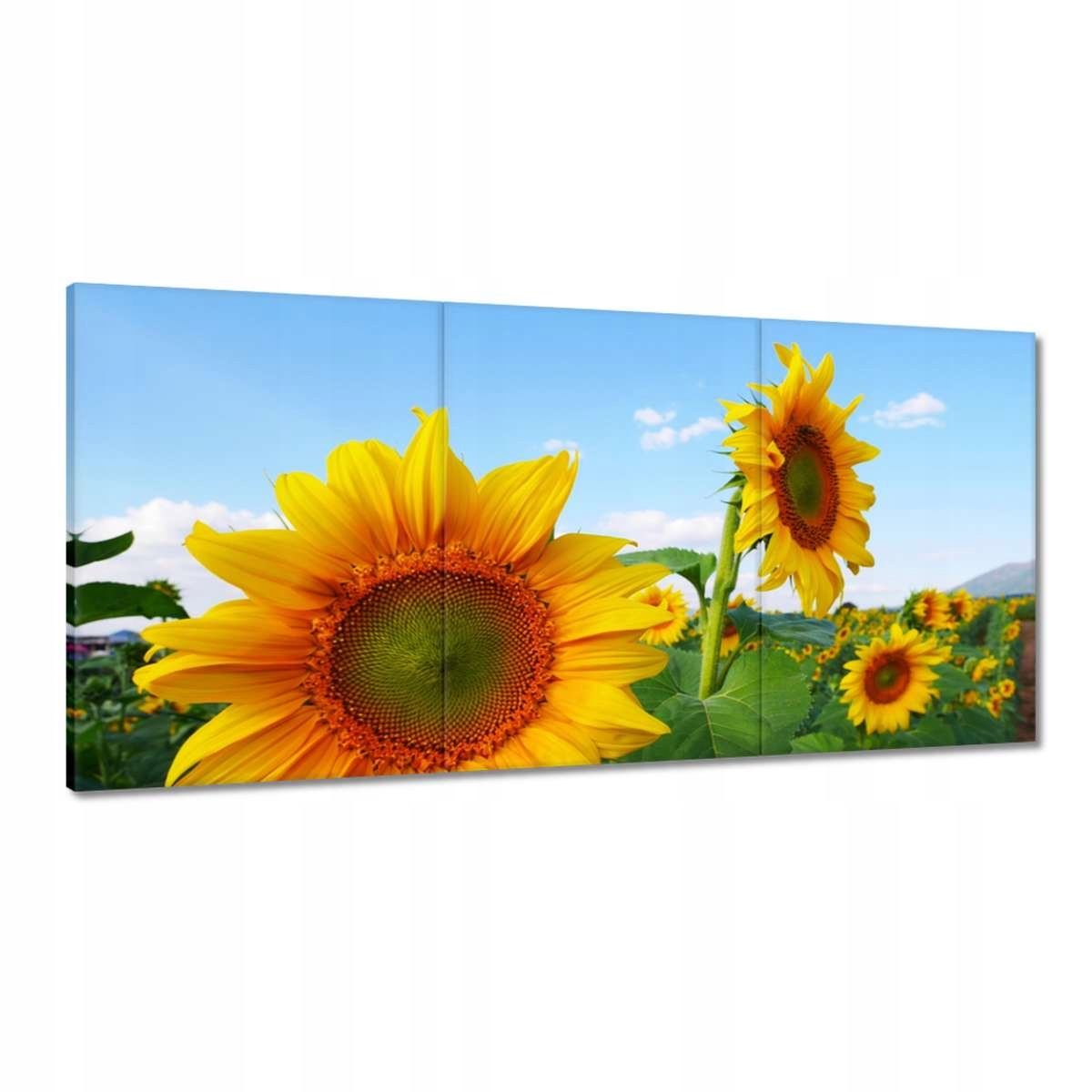 Obrazy 120x60 Slunečnice Nebe