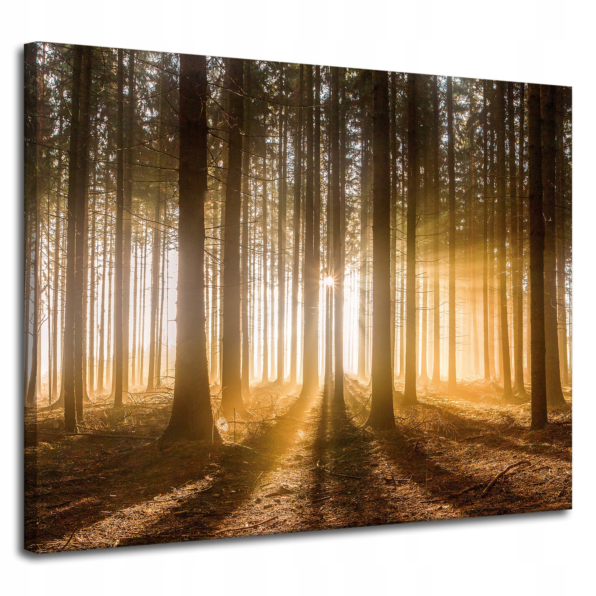 Obraz na plátně Slunce v lese Světlo Stromy 100x80 cm Ideální jako dárek
