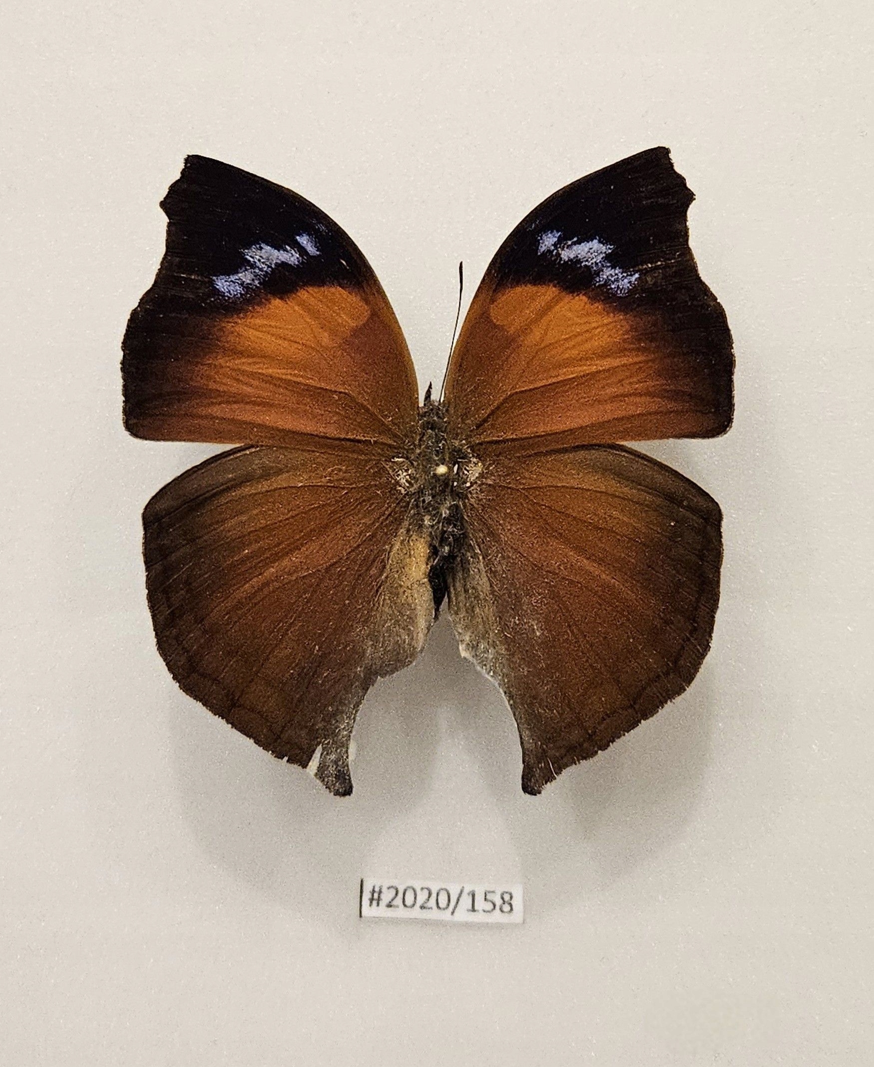 Motyl Salamis anteva .
