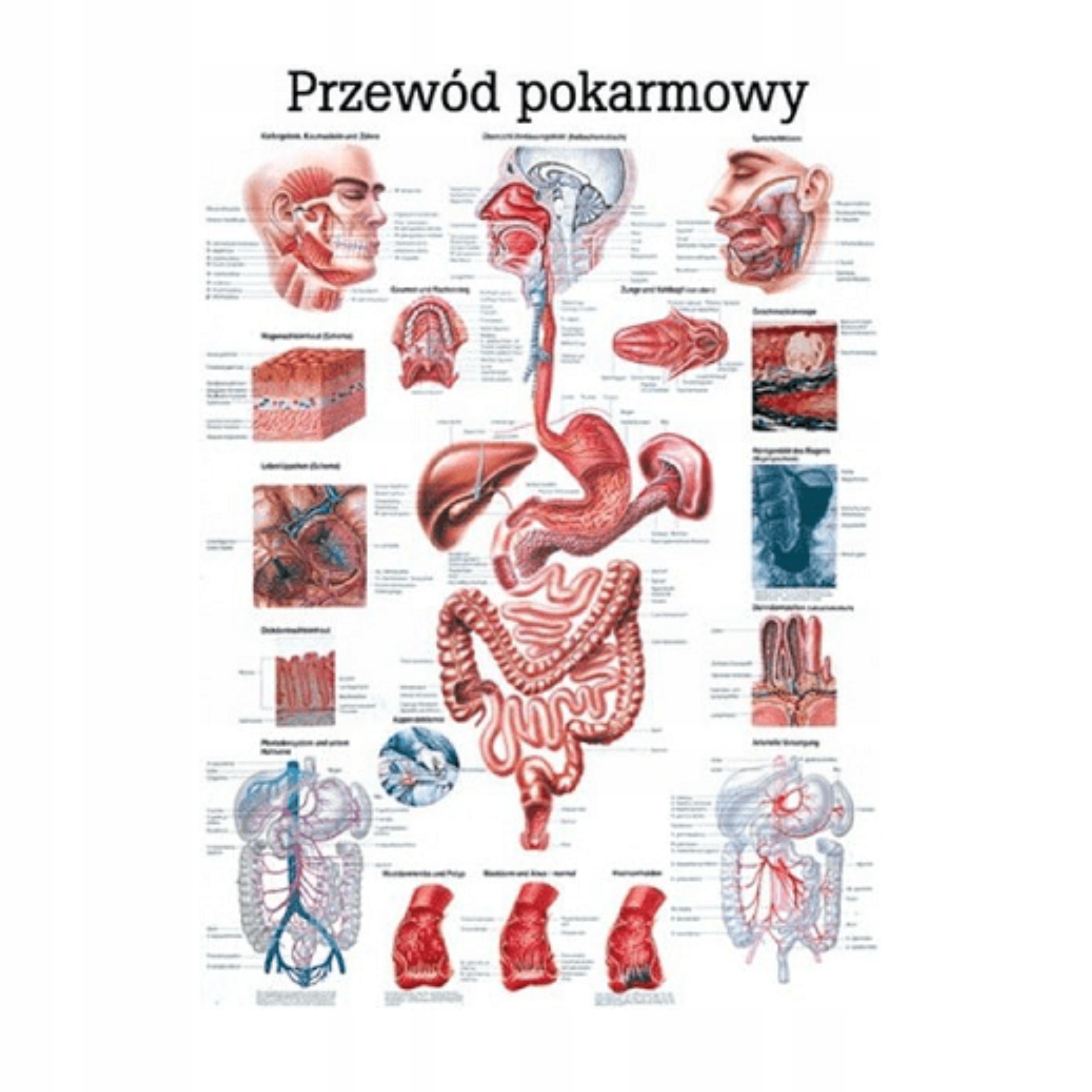 Tablica Anatomiczna Przewód Pokarmowy Nielaminowana Język Polski 70 X 100CM