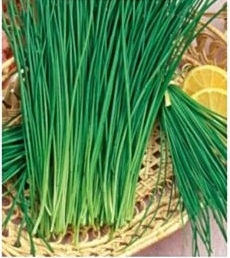 55. SZCZYPIOREK PRAGER