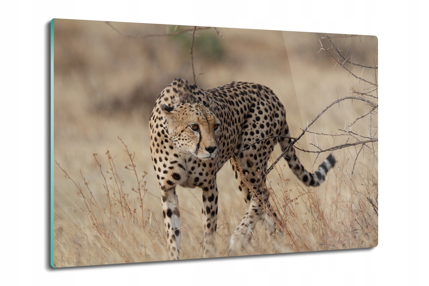 moderní skleněná deska Lovecký gepard 80x52