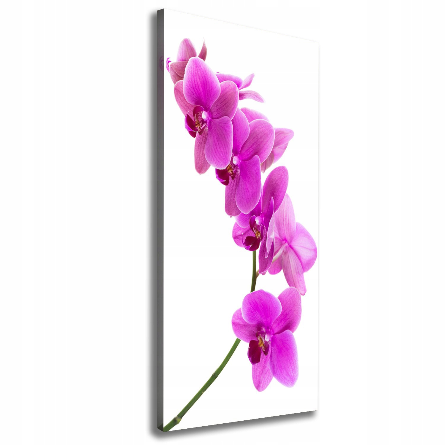 

Foto obraz na płótnie Różowa orchidea 50x125 cm