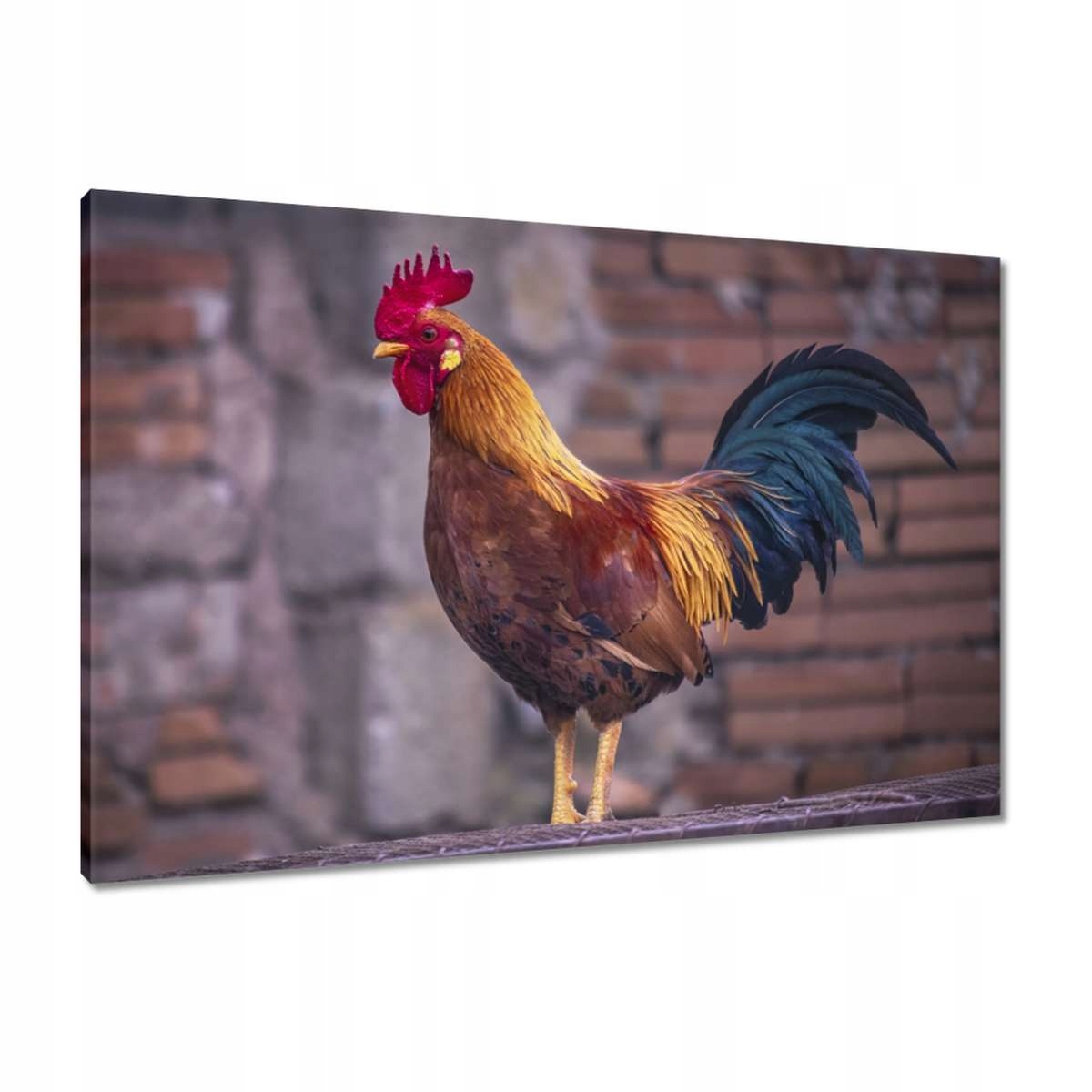 Obrazy 90x60 Kohout Skutečný bojovník