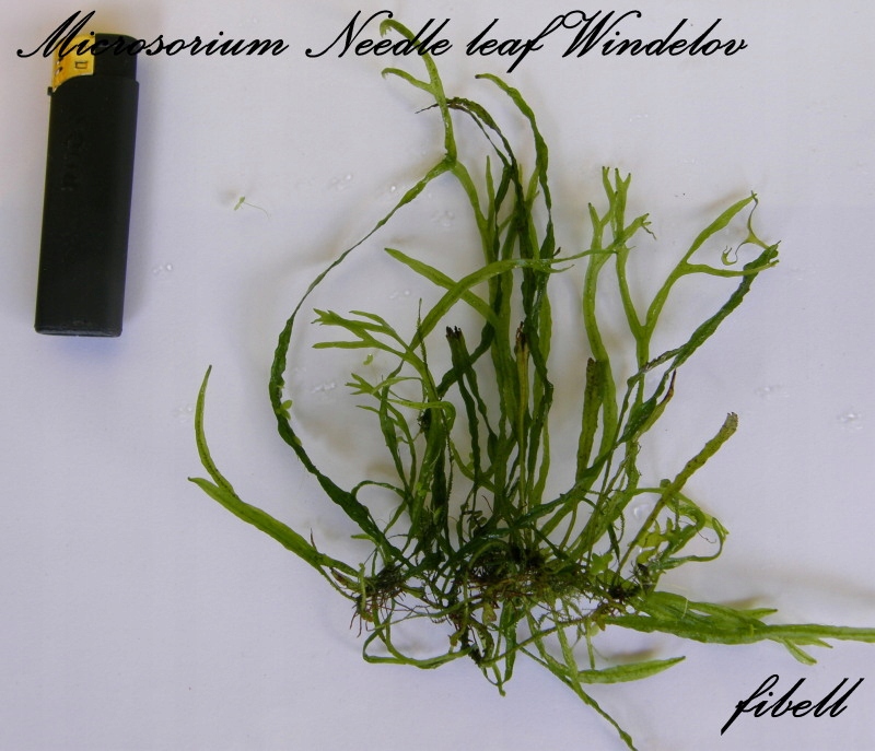 Microsorium sp. Needle Leaf Windelov -rarytas - od fibell