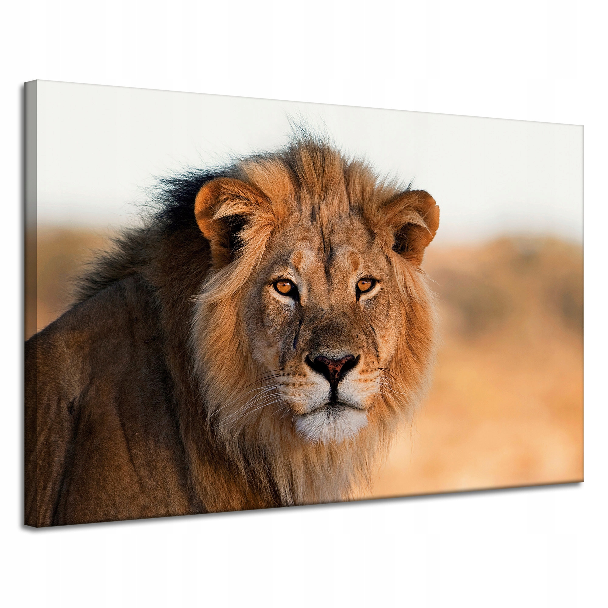 Obraz na plátně Tvář lva v záři Slunce 120 x 80 cm Ideální jako dárek