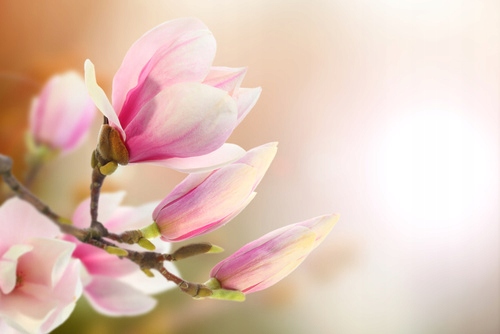 

Fototapeta flizelina na wymiar magnolia