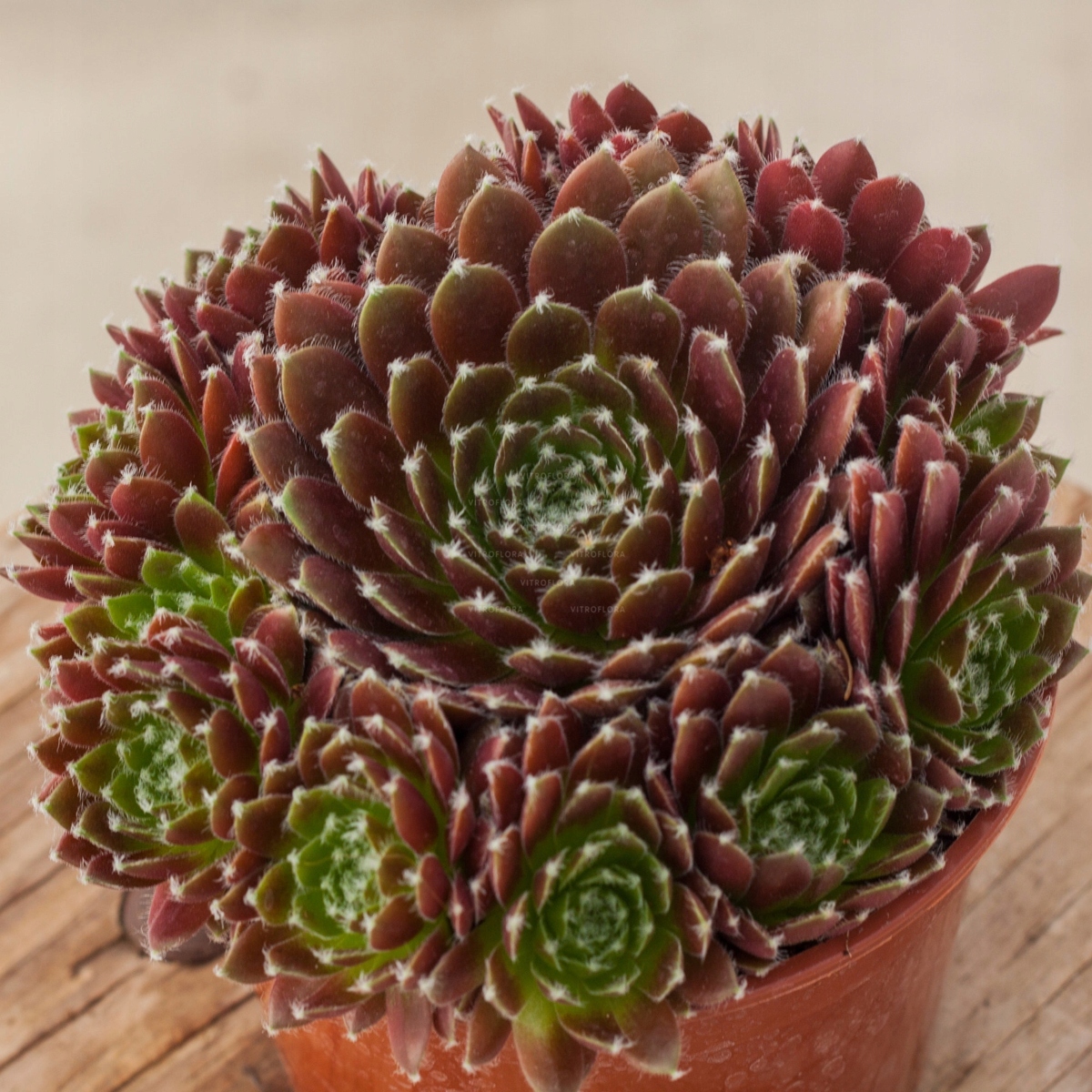 Rojnik CASSIOPEA (Sempervivum hybrid.) рассада Р9