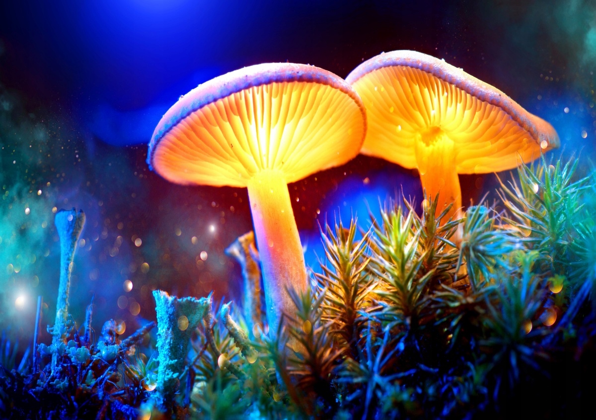 

Fototapeta Flizelinowa Grzyby Las - 208x146