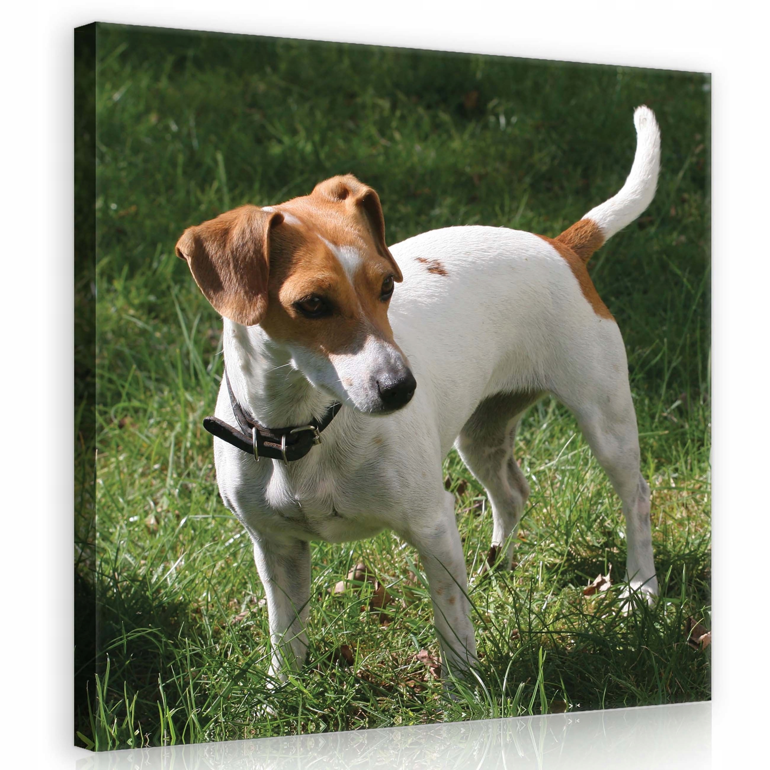 Obraz 80x80 Jack Russell Terier pes zvíře portrét sladká tráva