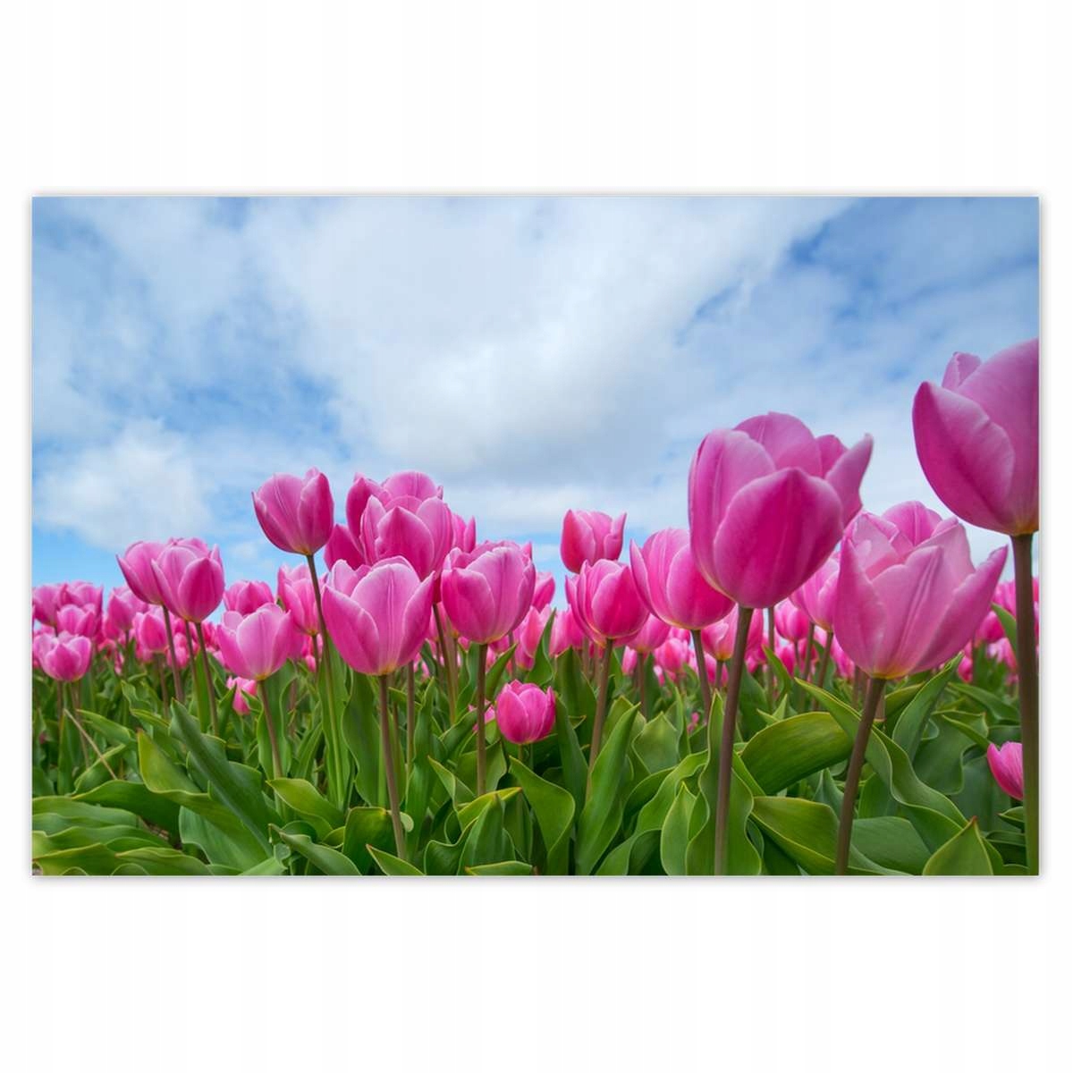 Plakáty 200x135 Tulipány Květiny