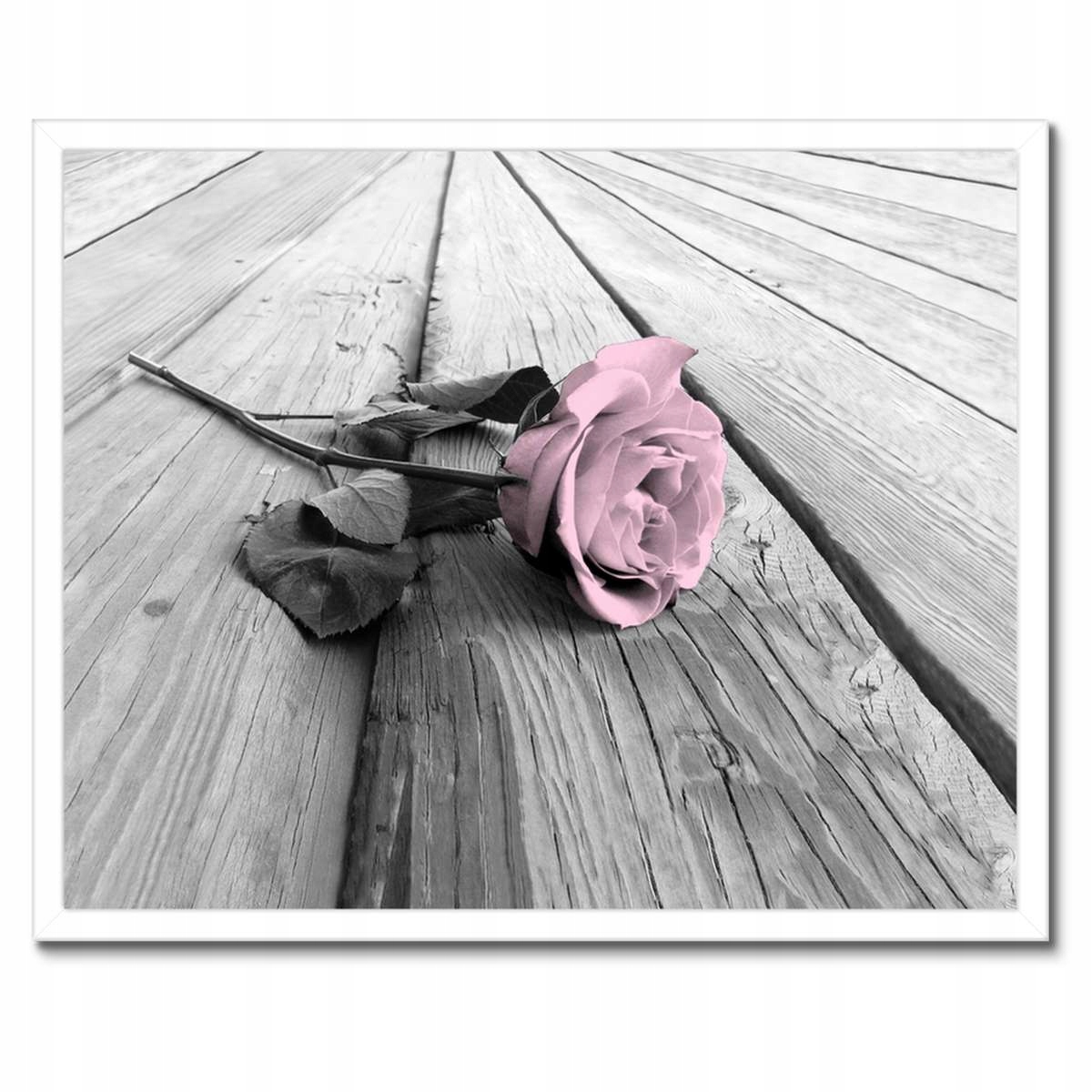Plakáty v rámu 50x40 Pudrová růžová Old pink Rose