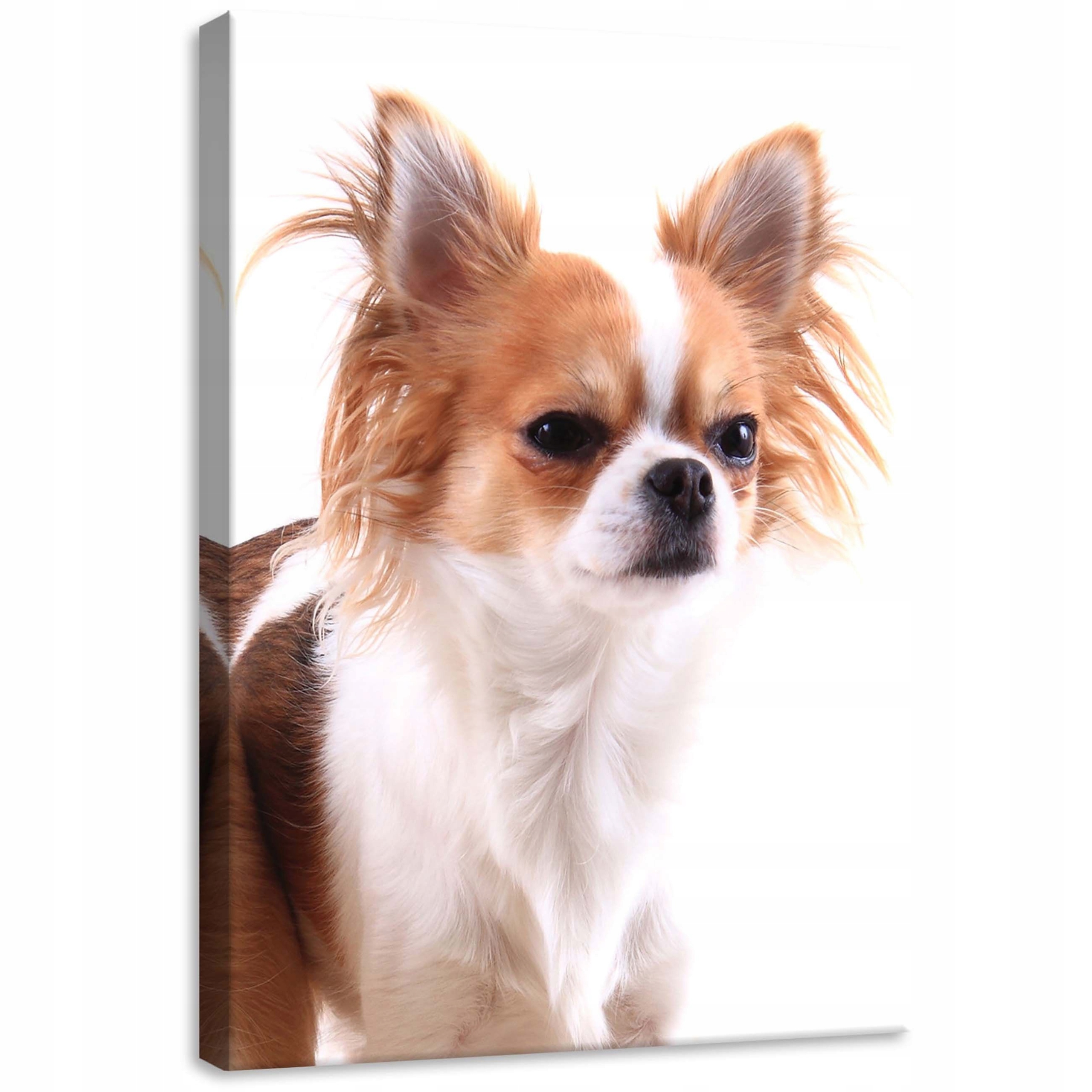 Obraz 50x70 Chihuahua pes portrét domácího zvířete sladké bílé pozadí