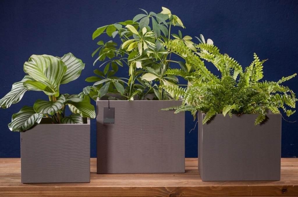 DONICA DONICZKA OSŁONKA OGRODOWA KWIETNIK S Marka GlamurProjekt