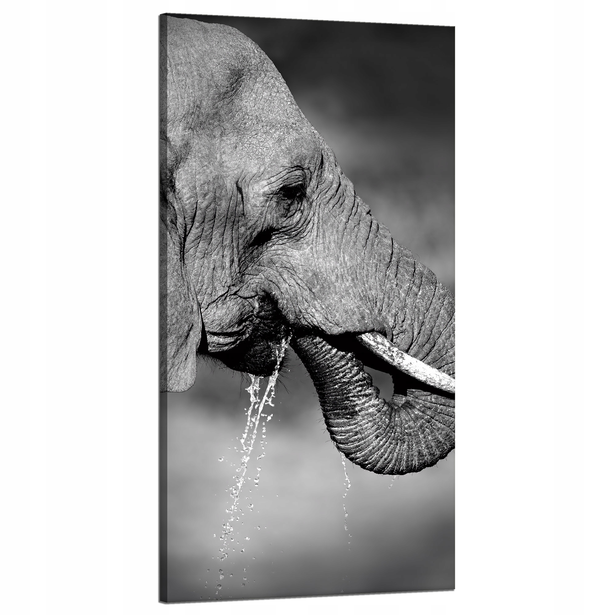 Obraz na plátně Černobílý slon pijící vodu 60 x 120 cm Ideální jako dárek
