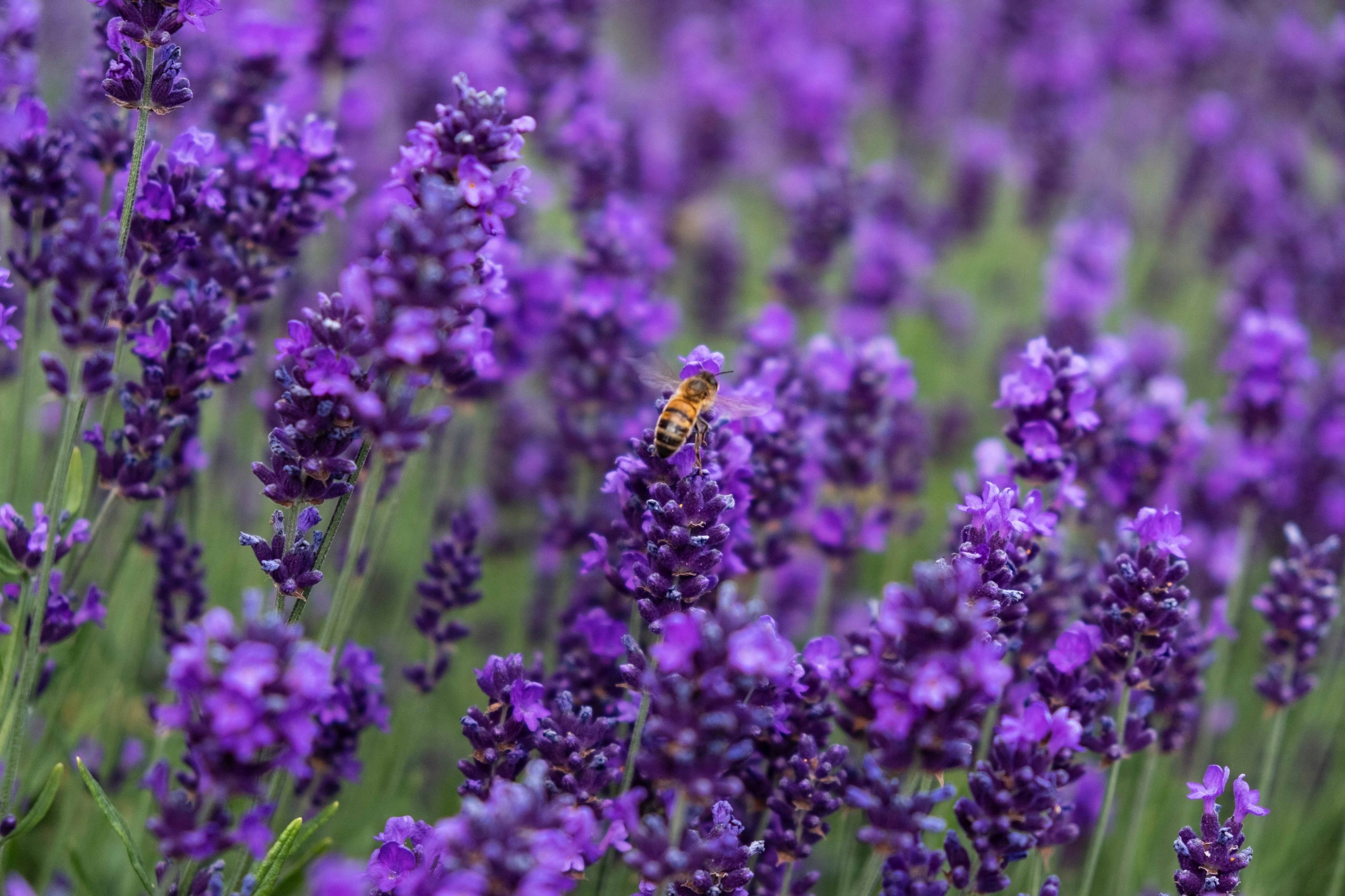 Lavandula angustifolia Hidcote p 14 ital. Herbs