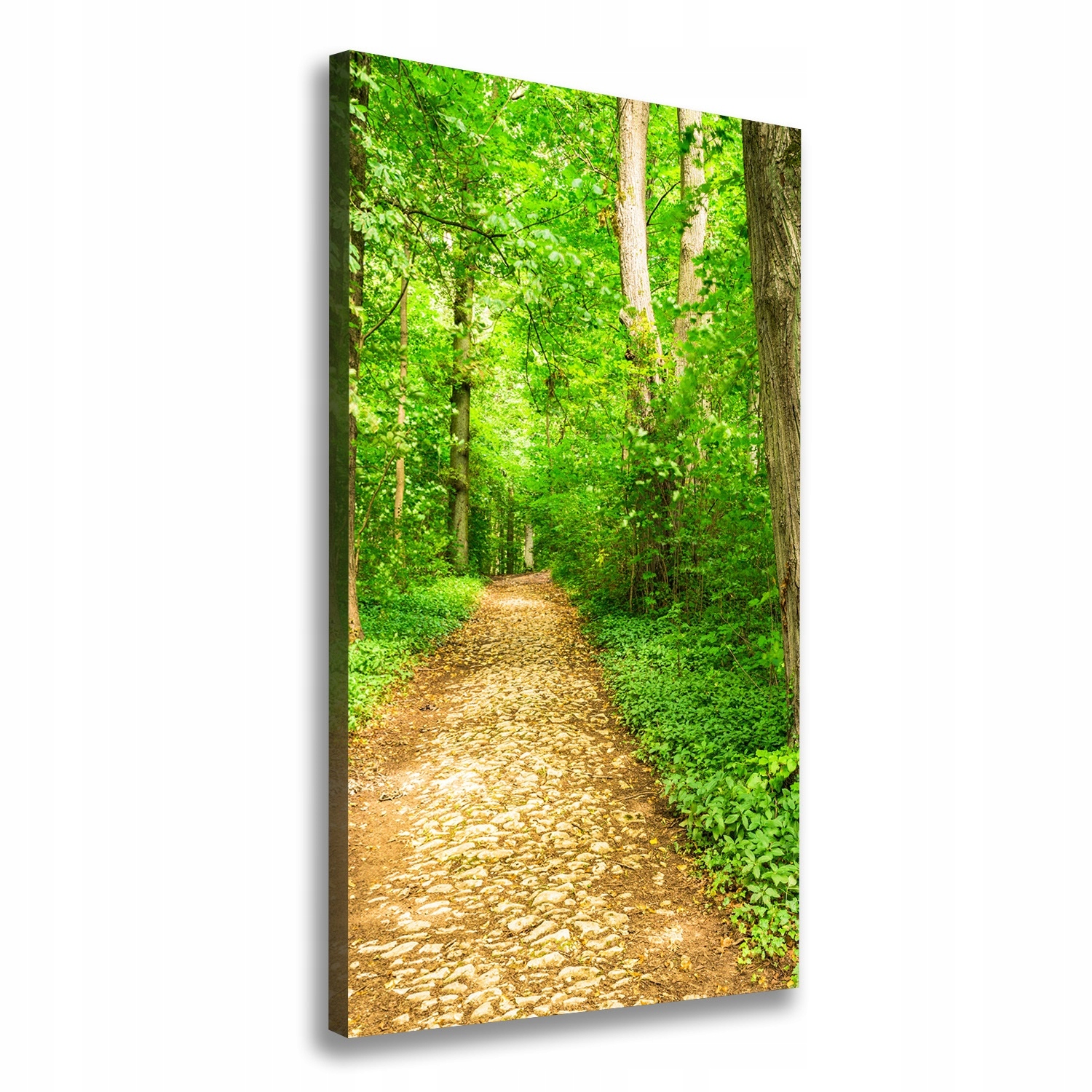 

Foto obraz na płótnie Ścieżka w lesie 50x100 cm