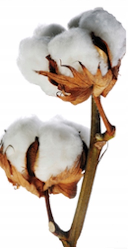 legginsy leginsy getry wyszczuplające damskie bawełna białe 2xl 42 Model legginsy leginsy getry długie wyszczuplające