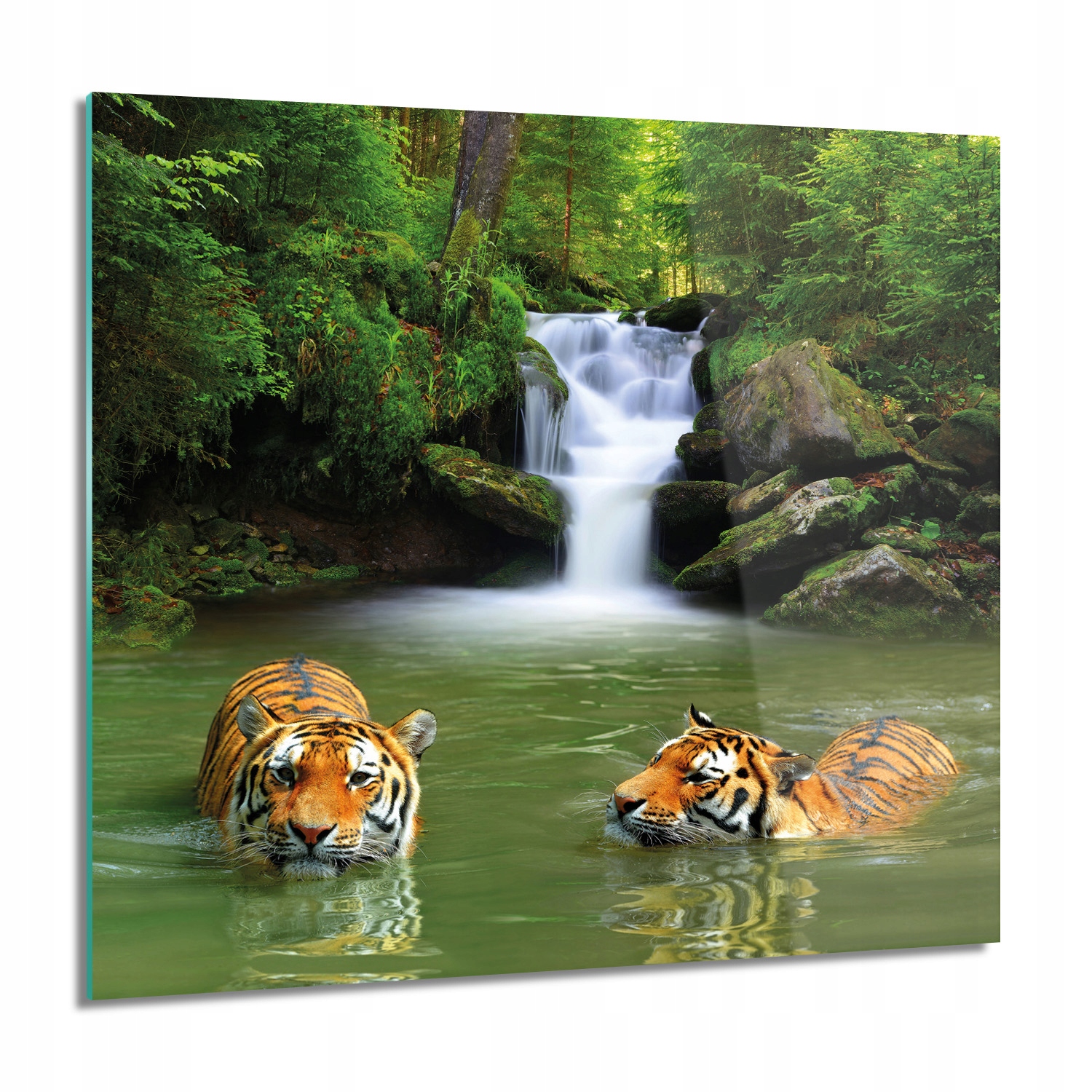 Tigre les vodopád Foto na skle nástenné 60x60