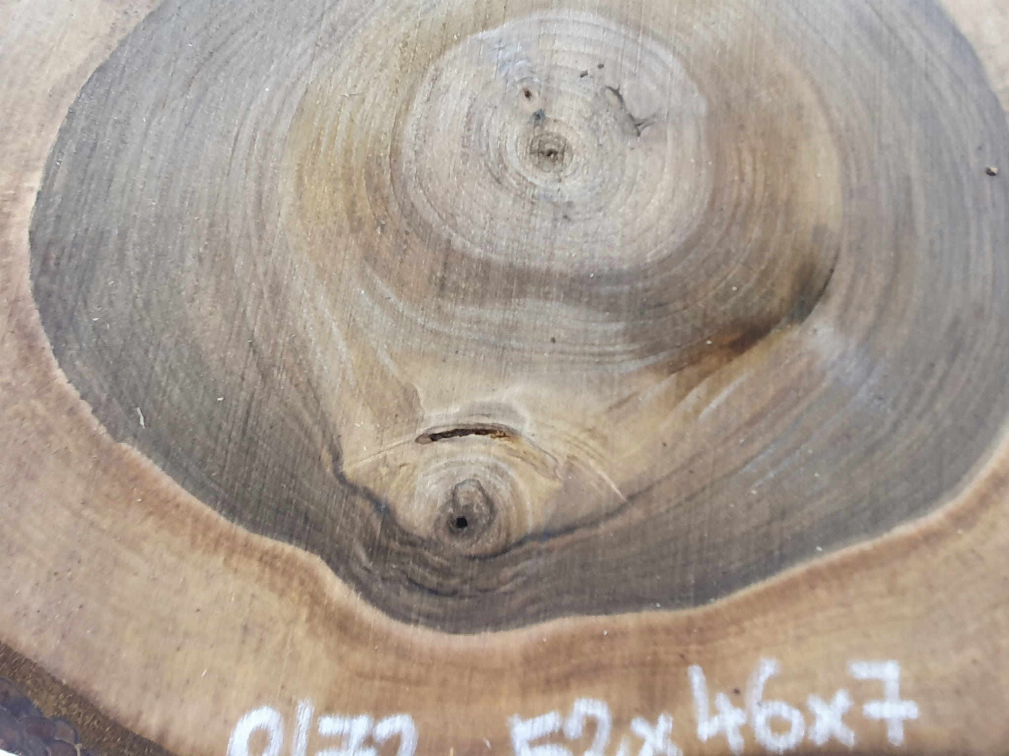 Plaster Orzecha Włoskiego 52x46 cm Różne Rozmiary Szerokość produktu 45 cm