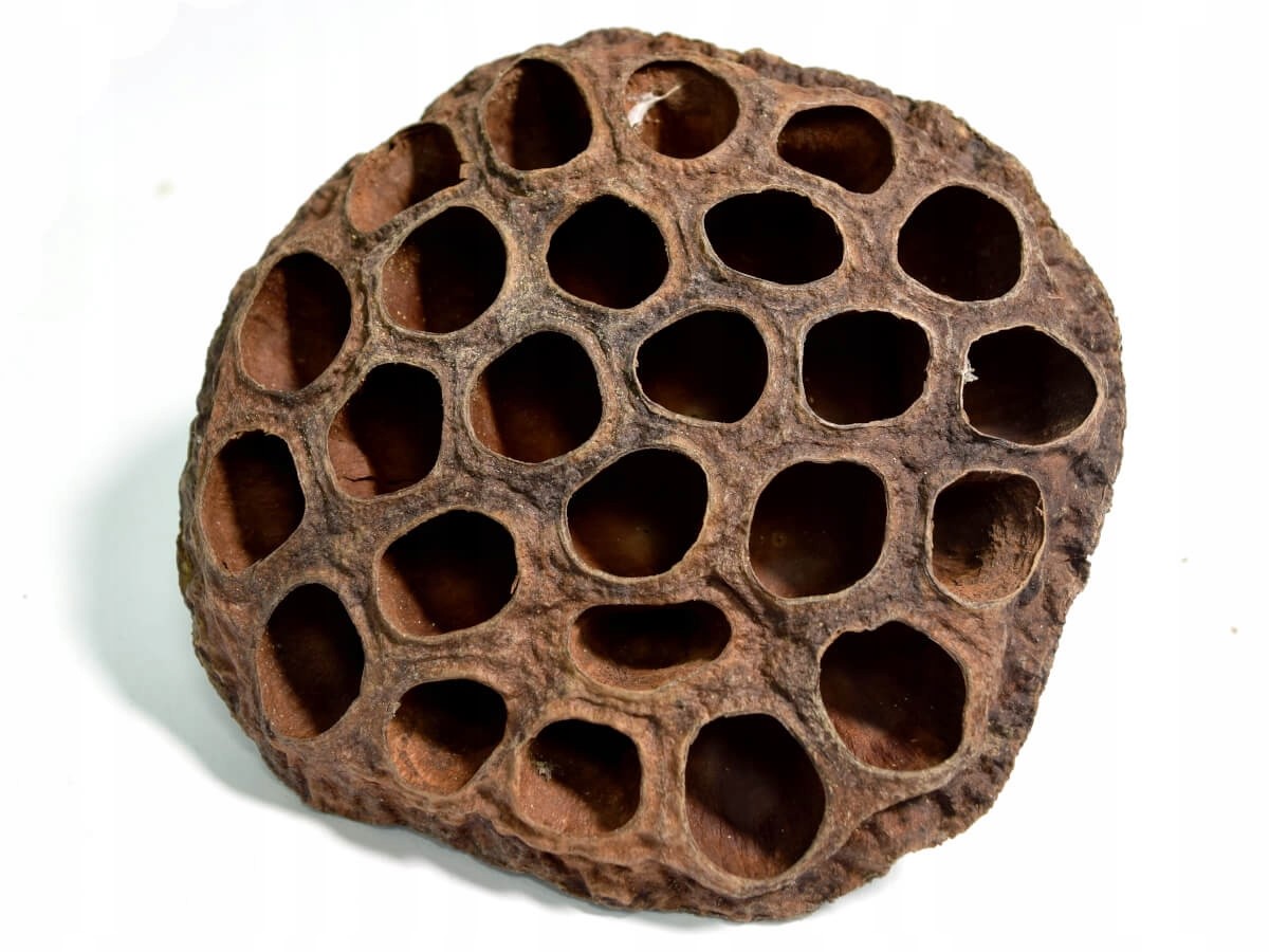 

Suszony kwiat lotosu mały susz egzotyczny