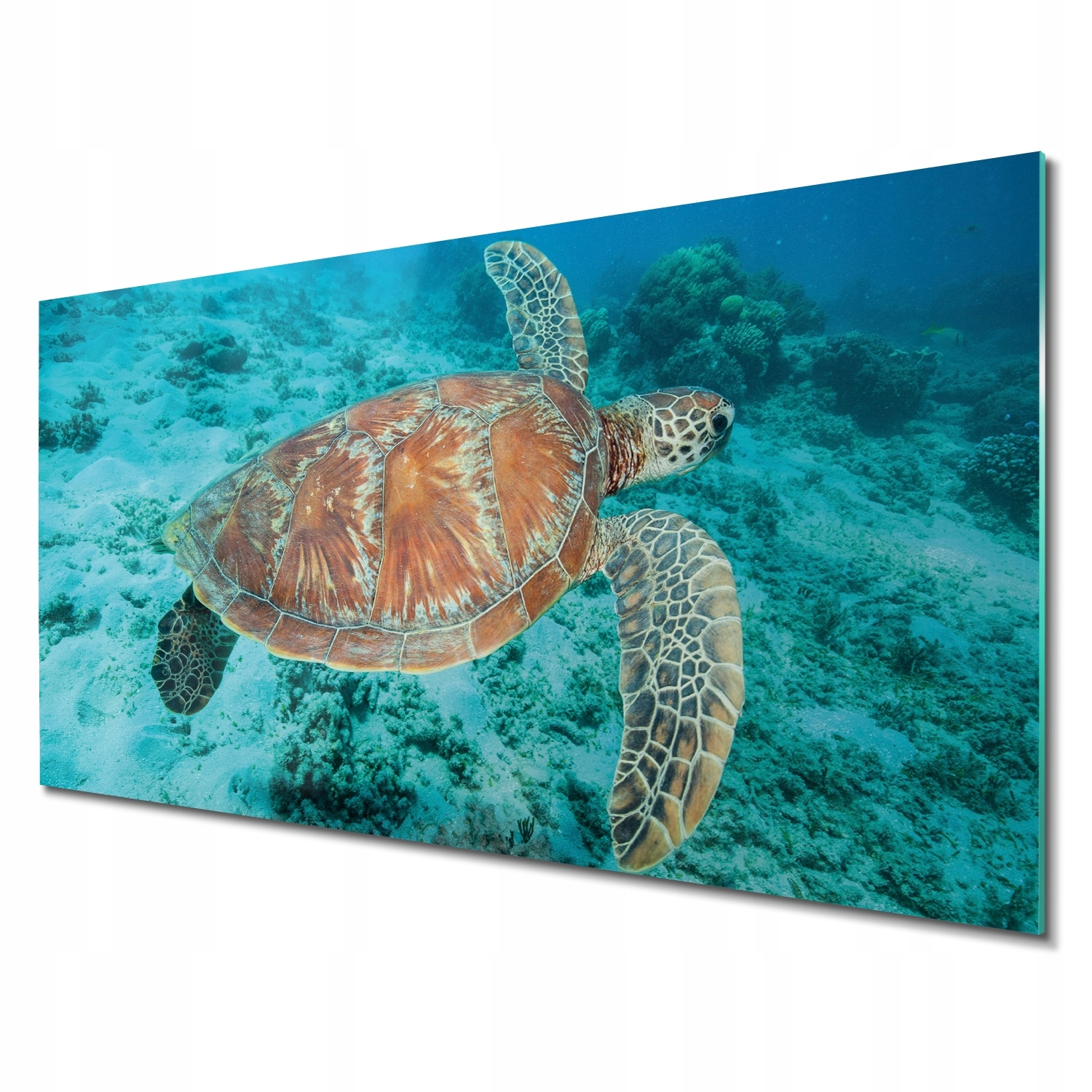 Sklenené foto do kancelárie Korytnačka na dne oceánu 140x70