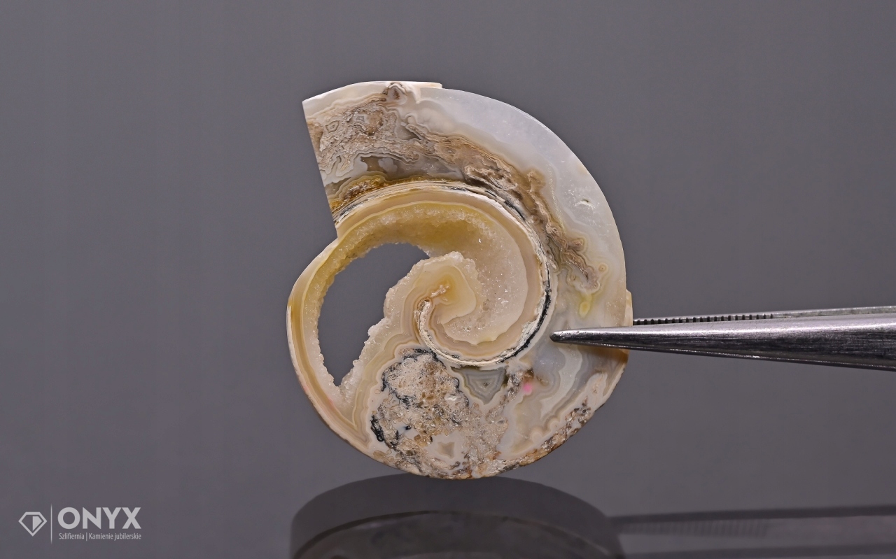 Hlemýžď zkamenělý nepravidelný 29x25 mm