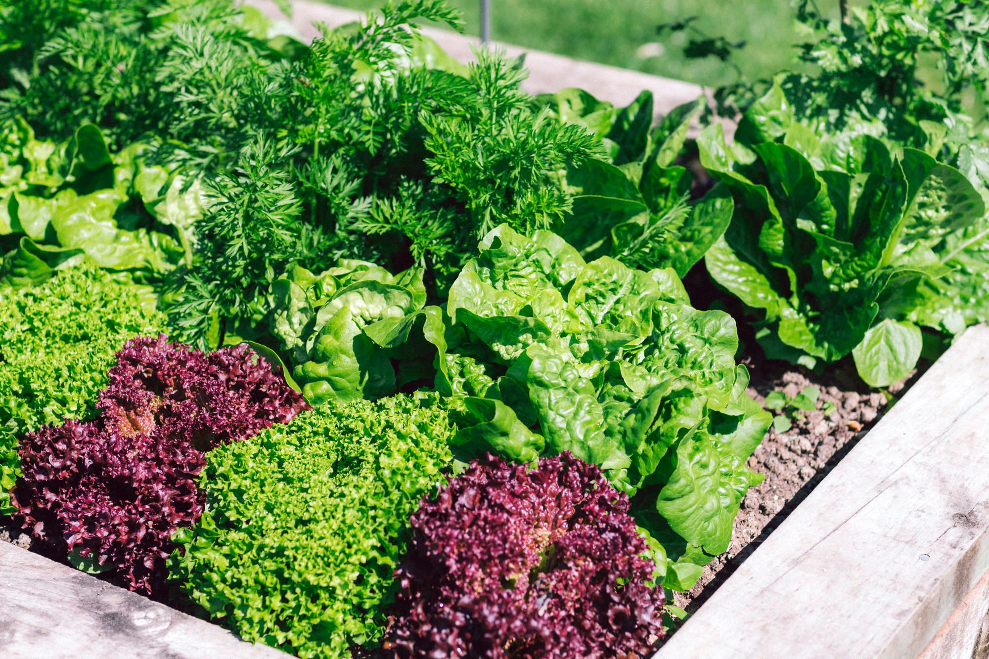 WARZYWNIAK ZIELNIK INSPEKT 100x100, WYSOKOŚĆ 30 cm Szerokość produktu 100 cm