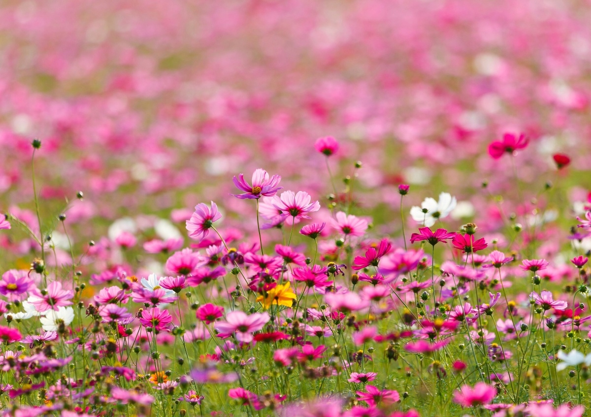 

Fototapeta Flizelinowa Kwiaty Kosmos 208x146