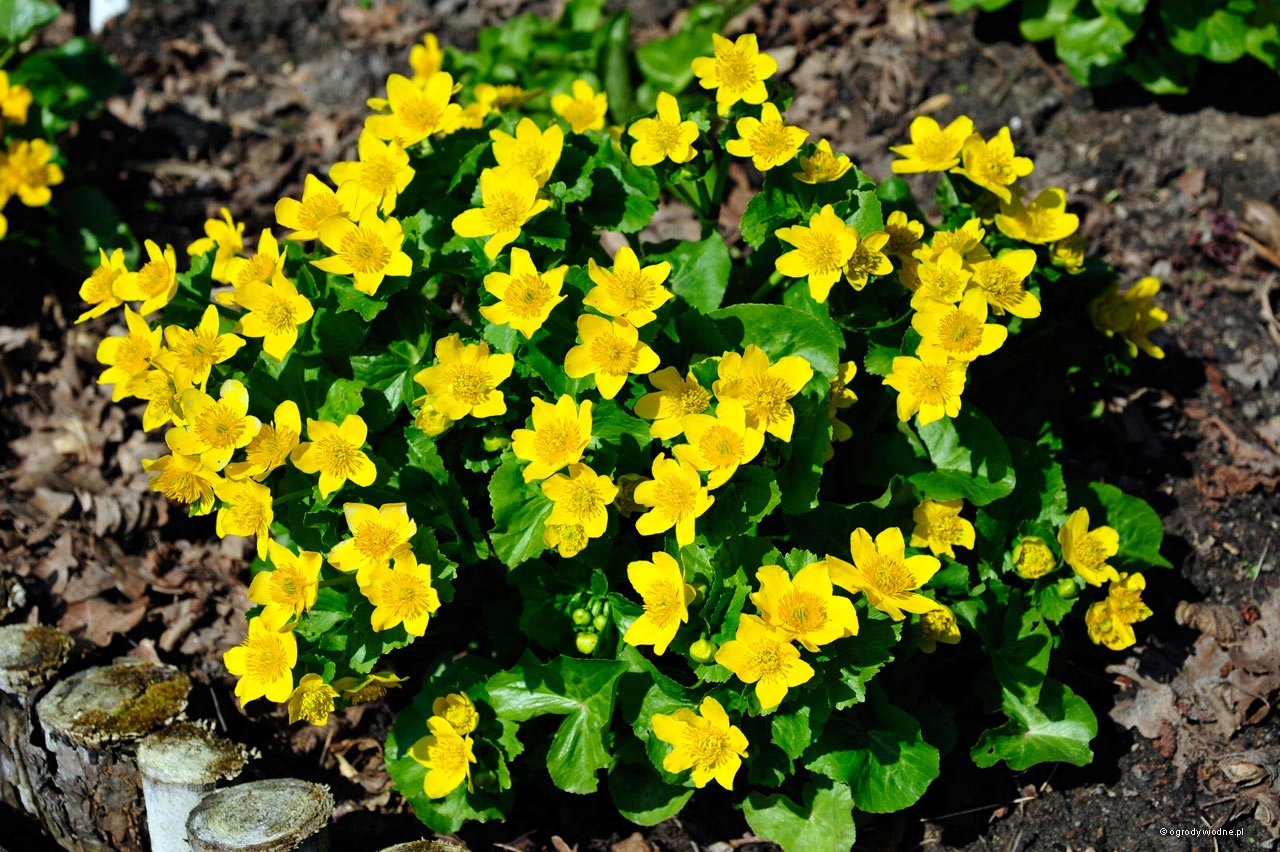 Kaczeniec, Caltha palustris p9