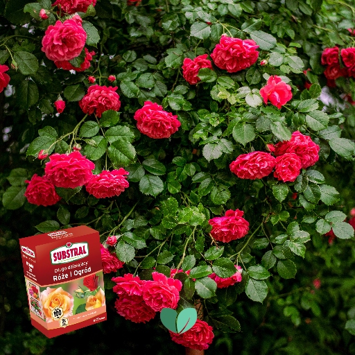 NAWÓZ DO RÓŻ I KWIATÓW 100DNI 1kg SUBSTRAL Zastosowanie do pielęgnacji kwiatów
